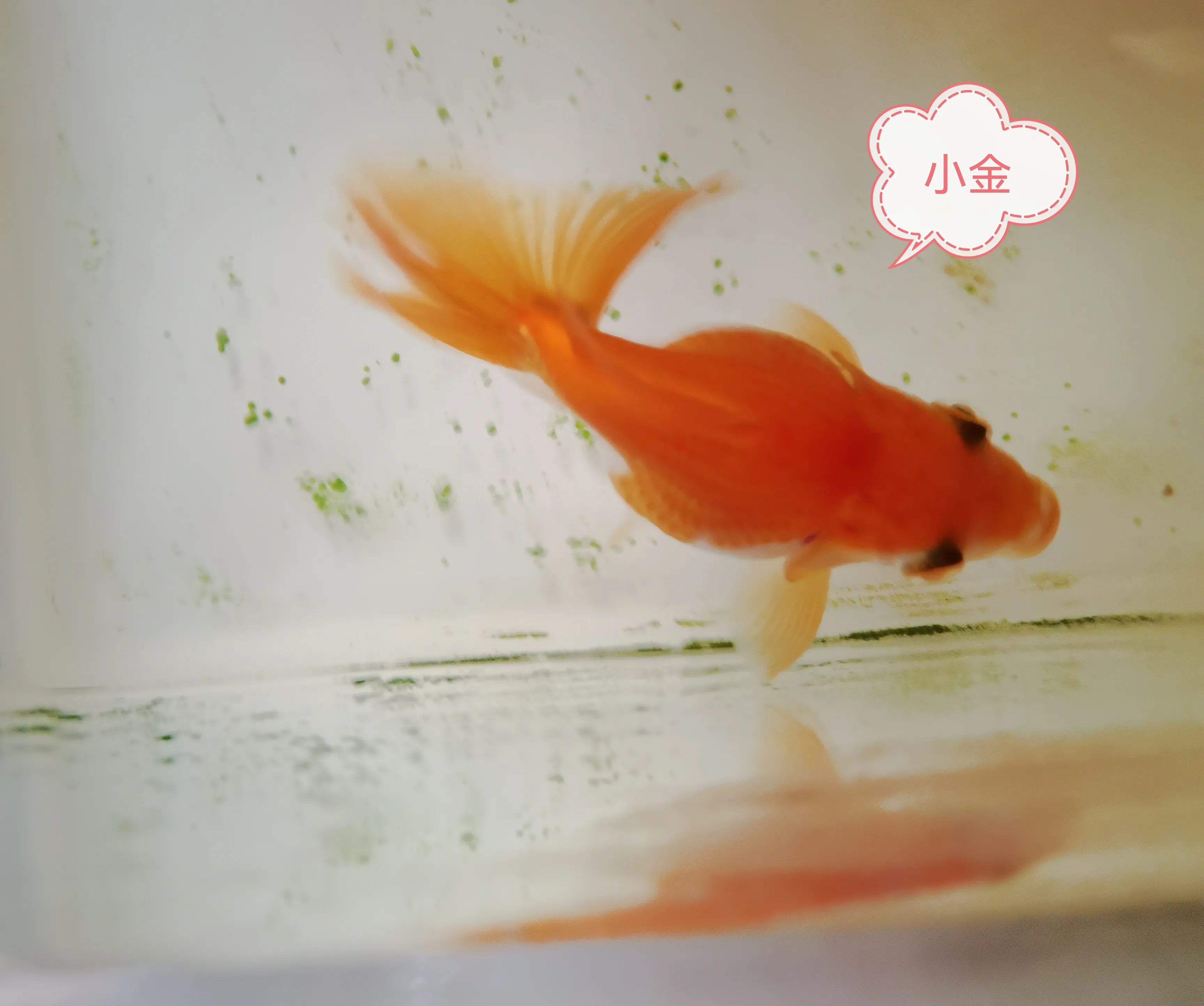 其實人和動物之間的生存法則差不多 都不能太貪 太滿則溢 又不能太弱 太弱被欺 今早喂魚的時候遇到一件很有意思的事 因為怕