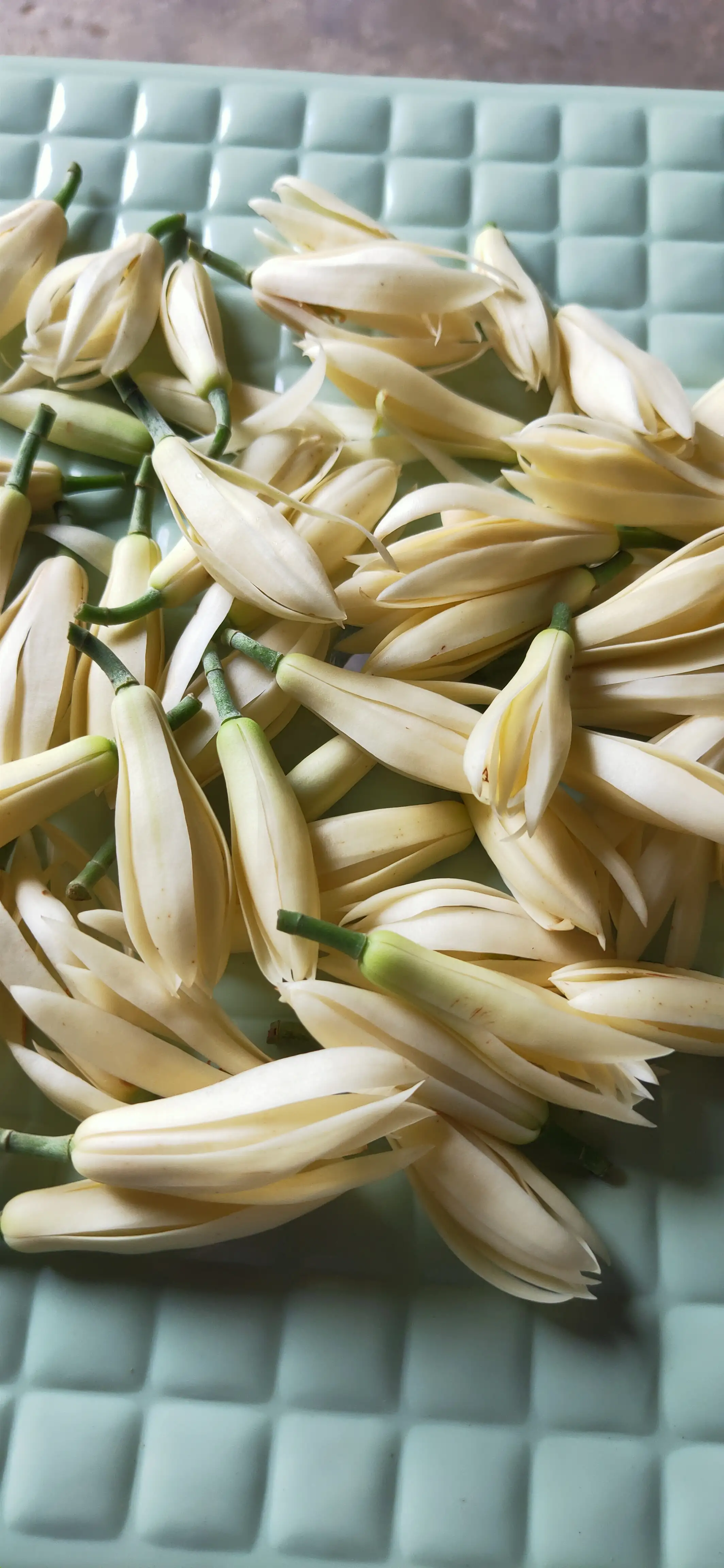 夏天蚊子太多了 总是喜欢咬宝宝皮肤 时常大包小包的 太痒了 前几天摘了很多白兰花用来泡白酒 现在花朵也开始变颜色了 再等