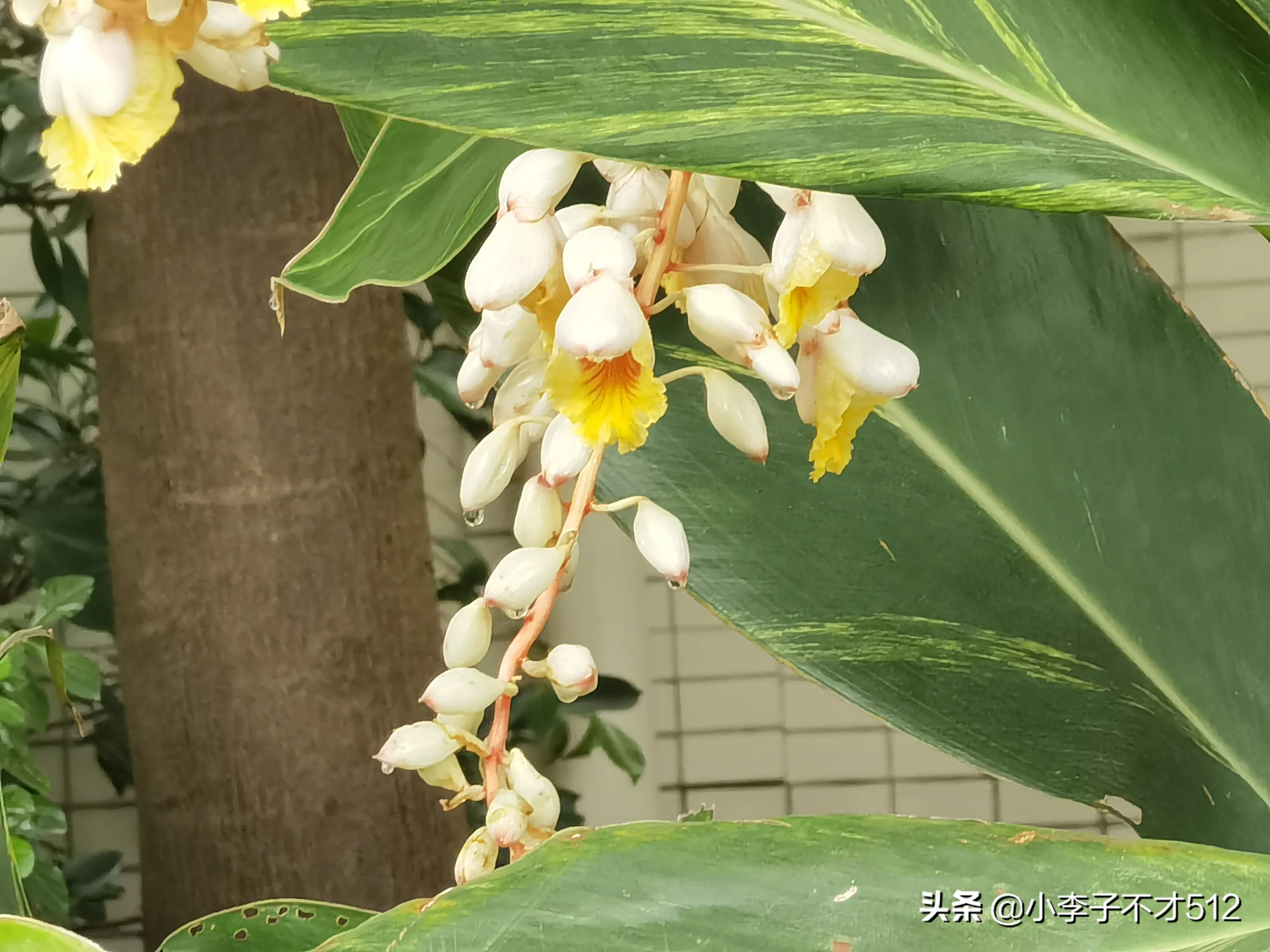 三圖奉上 野山姜花這種綠植遍布每一個小區 有小區區花之美稱 但是經常被忽略 普通花語 永遠将記憶留在夏天 驚豔一下 驚豔 天天看點
