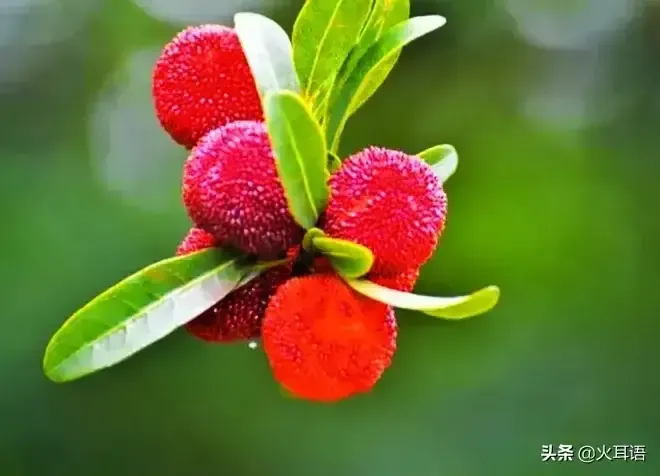 咏百花集锦七绝 杨梅 第658首 陈法石 火耳语 原创 南国初夏泛金光 杨梅含露着紫裳 红嫩玉肤醉面靥 疑是天仙醸蜜香