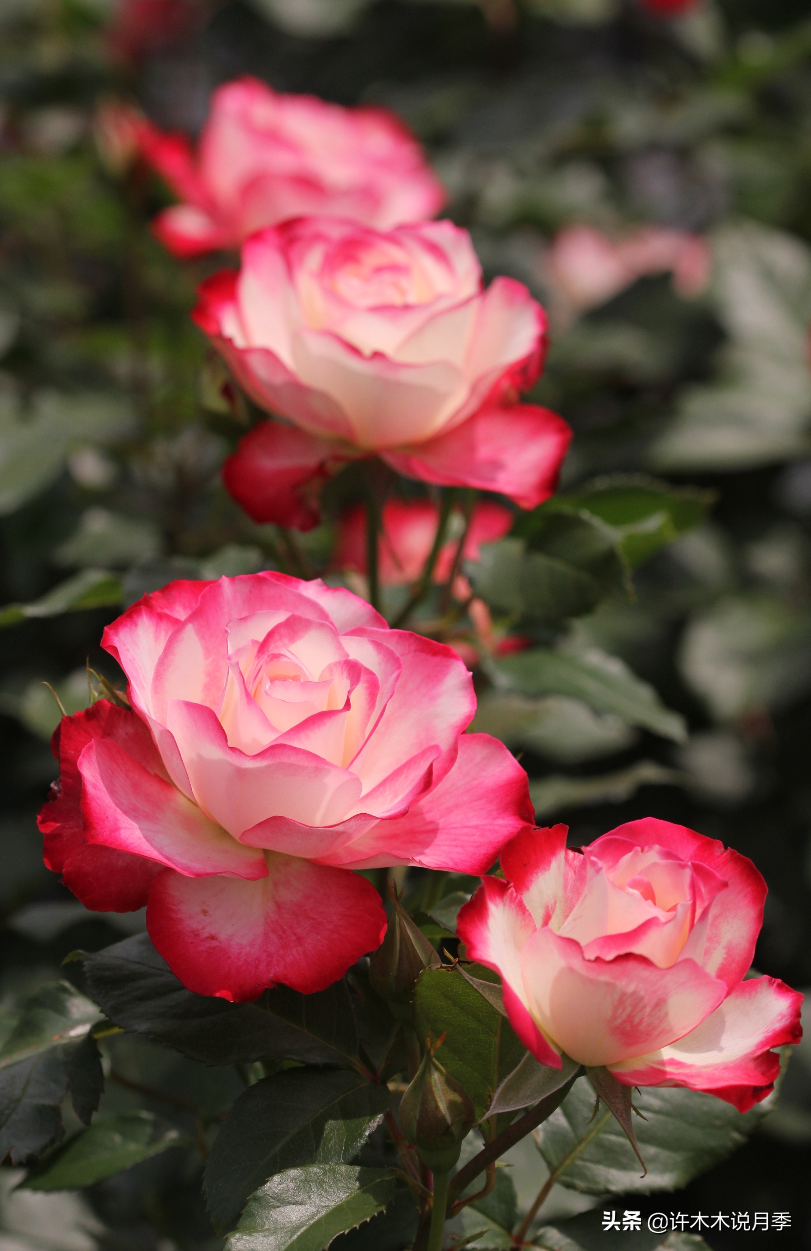 拥有两种颜色的复色月季品种推荐今天有花友让木木来给推荐一个双色的
