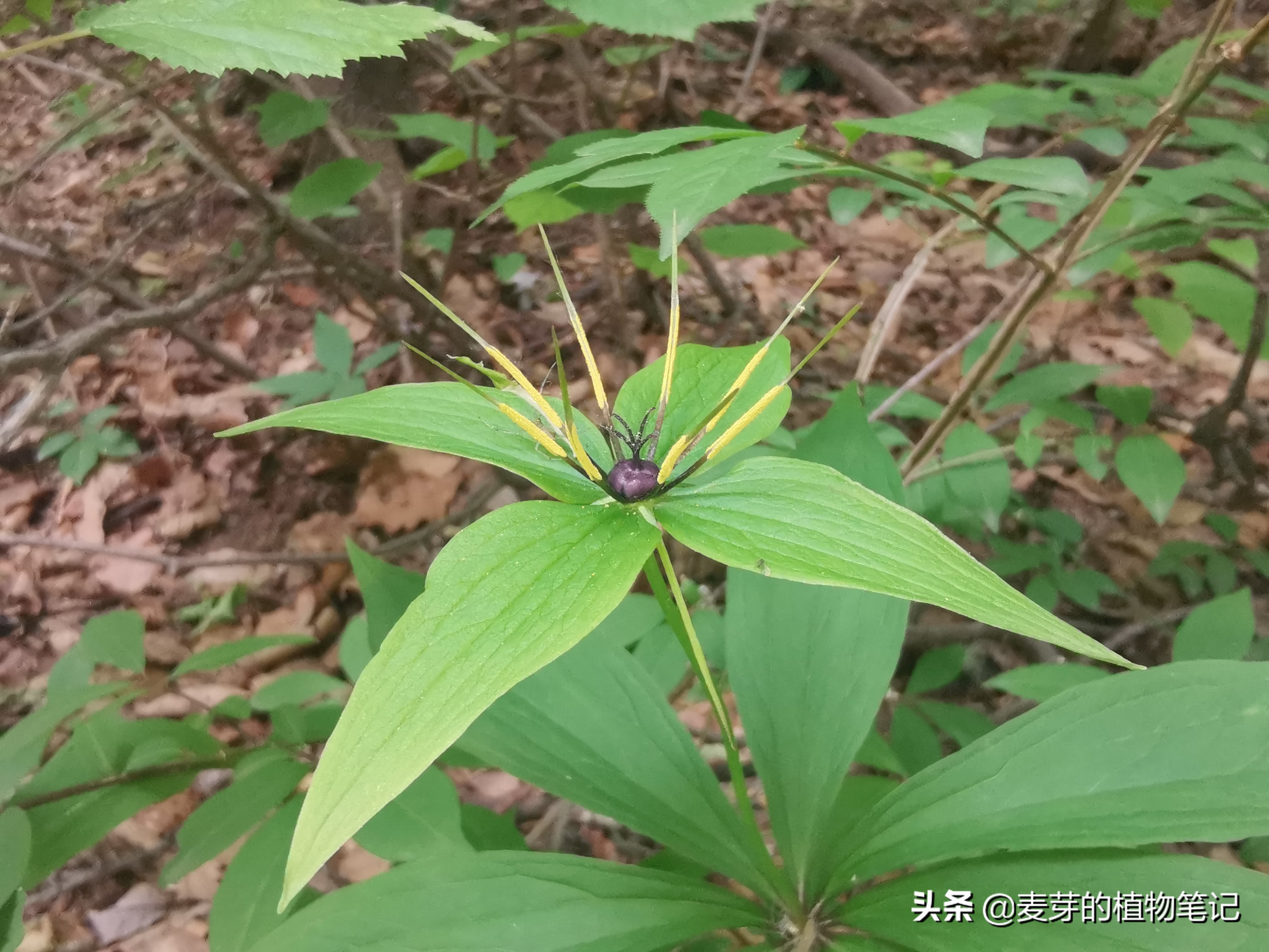 七葉一枝花葉5 9 通常7片 輪生于莖頂 壯如傘 其上生花1朵 故稱 七葉一枝花 天天看點