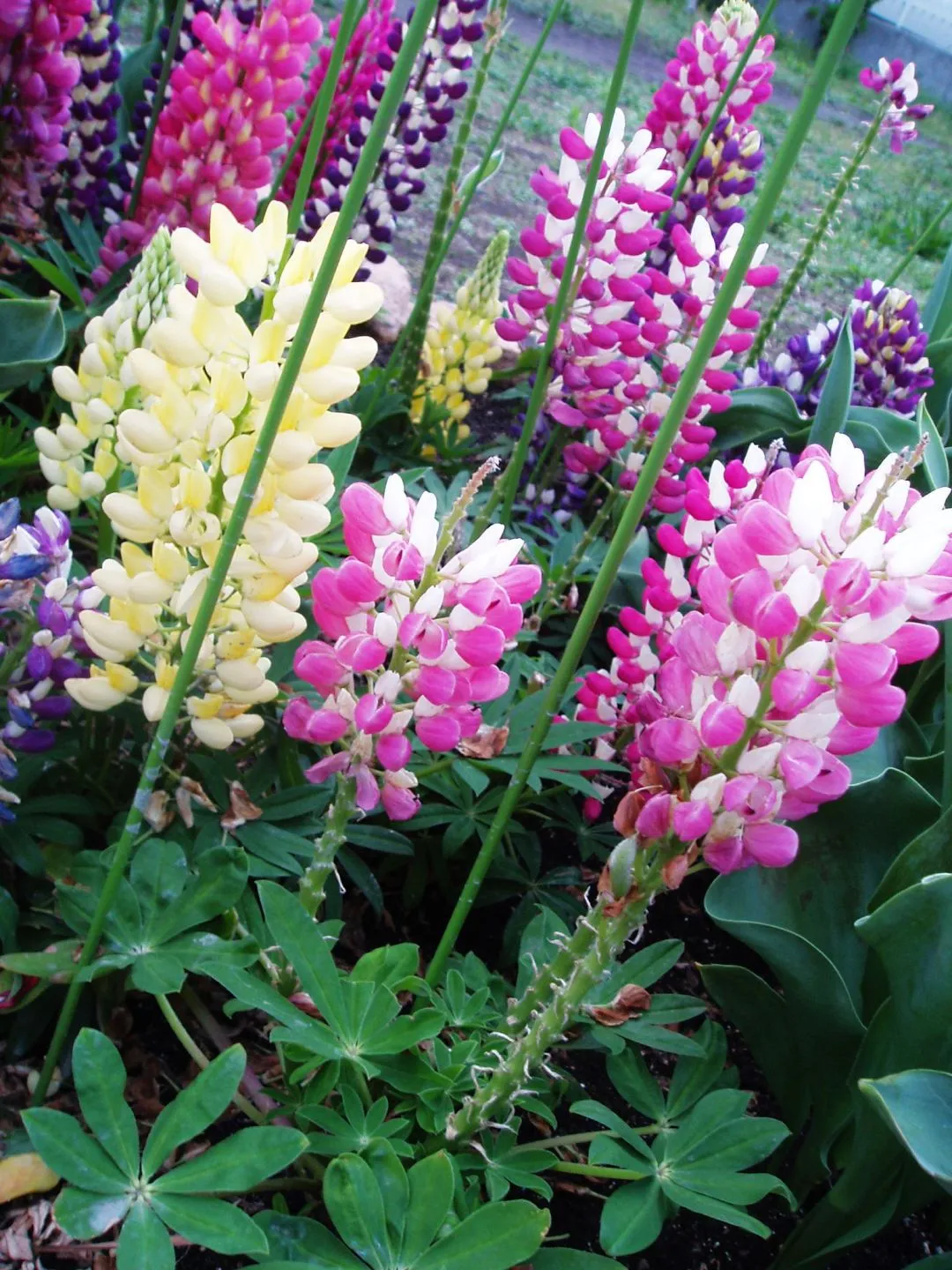 每日一花 花百科 三色羽扇豆羽扇豆科羽扇豆属植物蝶形花亚科羽扇豆属产墨西哥高原地区 不耐霜冻 不喜夏季长期高温 株高60 天天看点