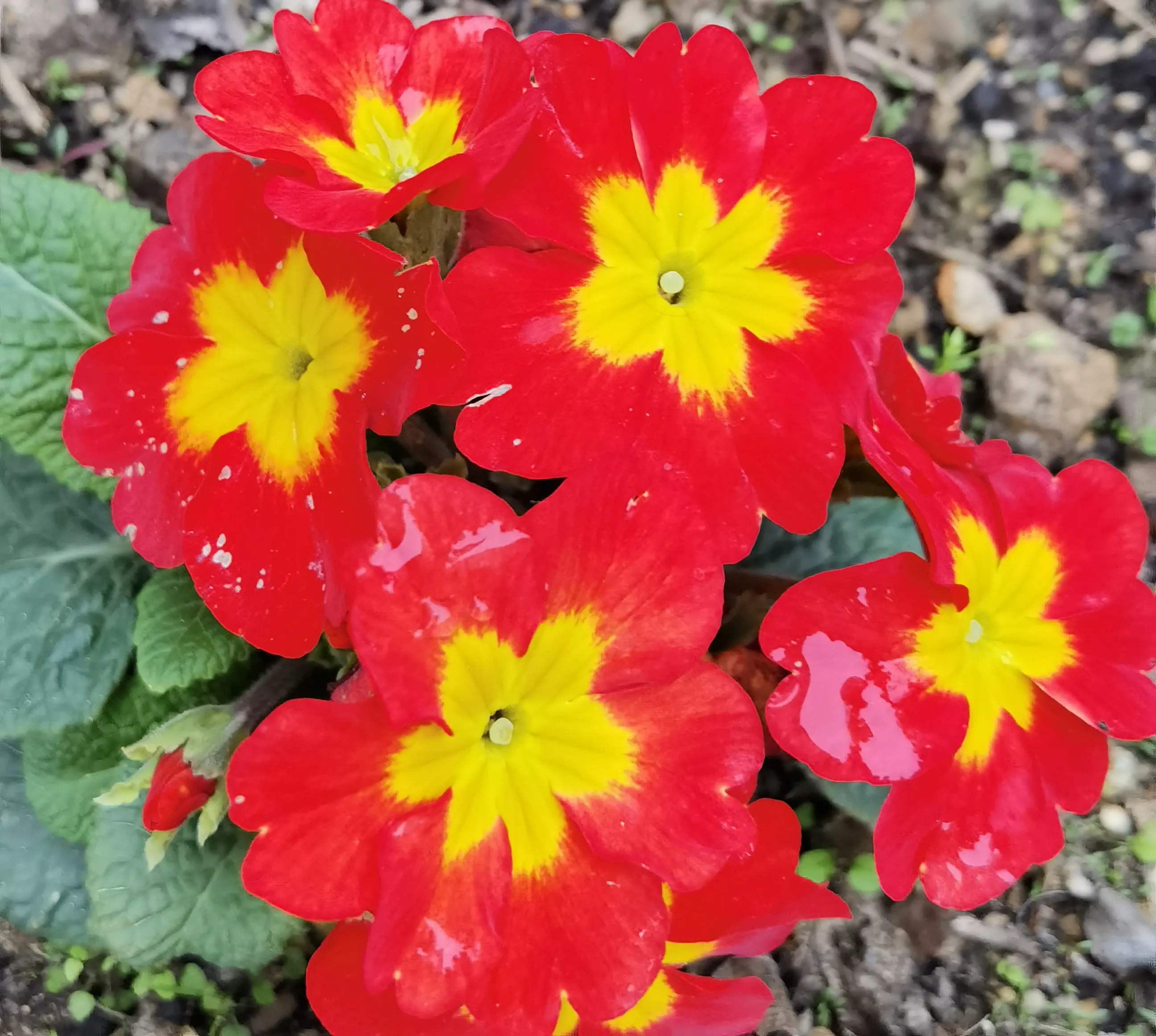 报春花开红艳艳 在山根小村的花坛里看到这种花 第一感觉是装饰用的假花 因为它们太纯净了 鲜红的花瓣 金黄的花芯 非常的