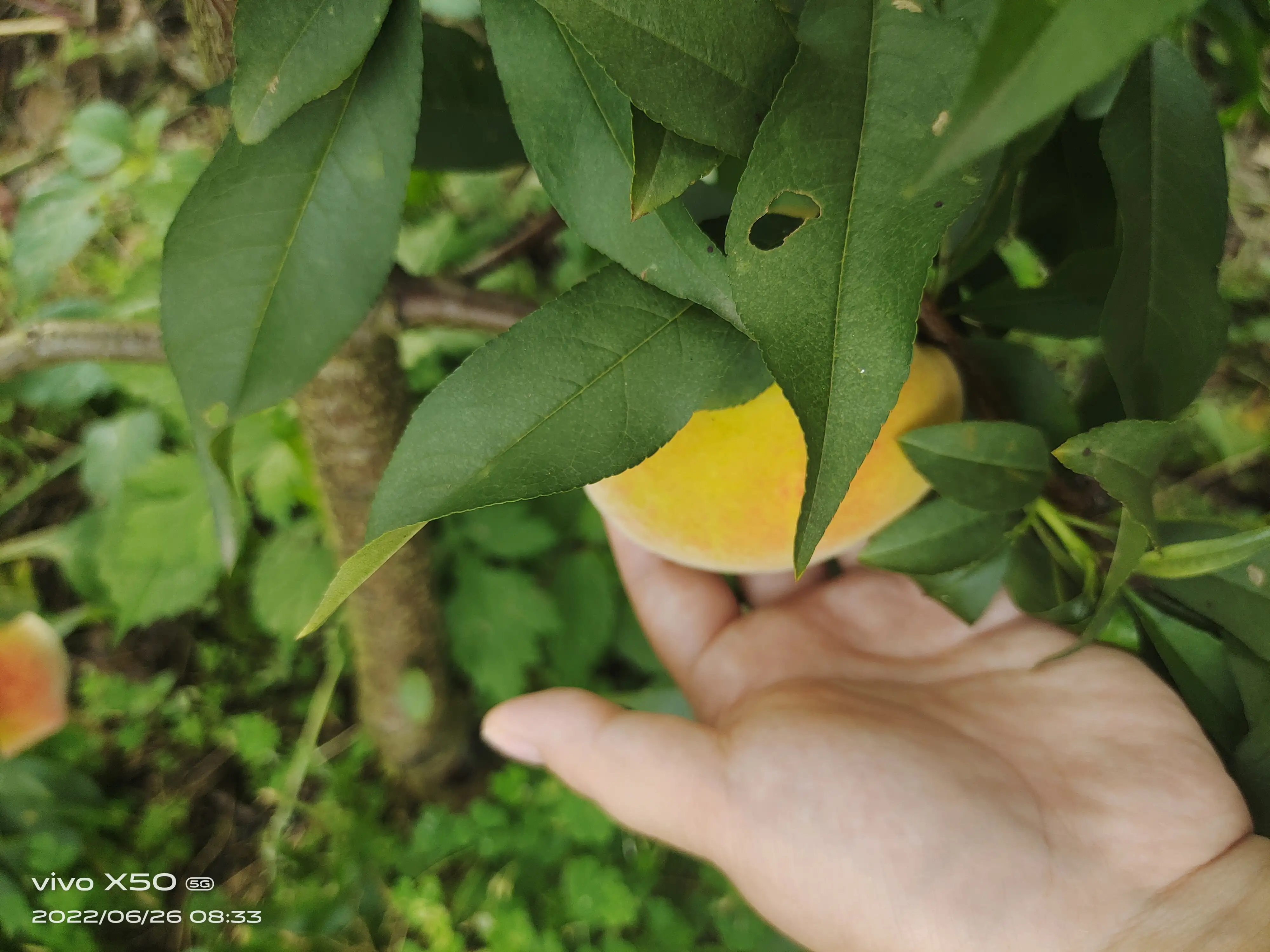 黄桃季节已过 夏天季节也快过了 准备吃冬桃的季节咯 天天看点