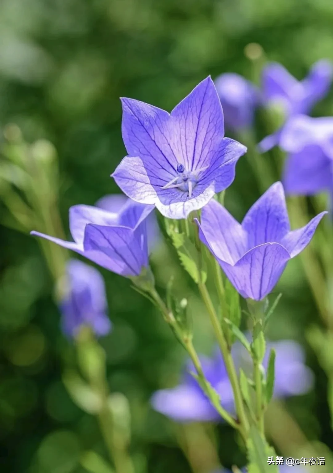 夏花之桔梗花 桔梗花属桔梗科 桔梗属多年生草本植物 桔梗花蓝紫色的花朵 花形美丽 非常惹人注目 药用价值 止咳 天天看点