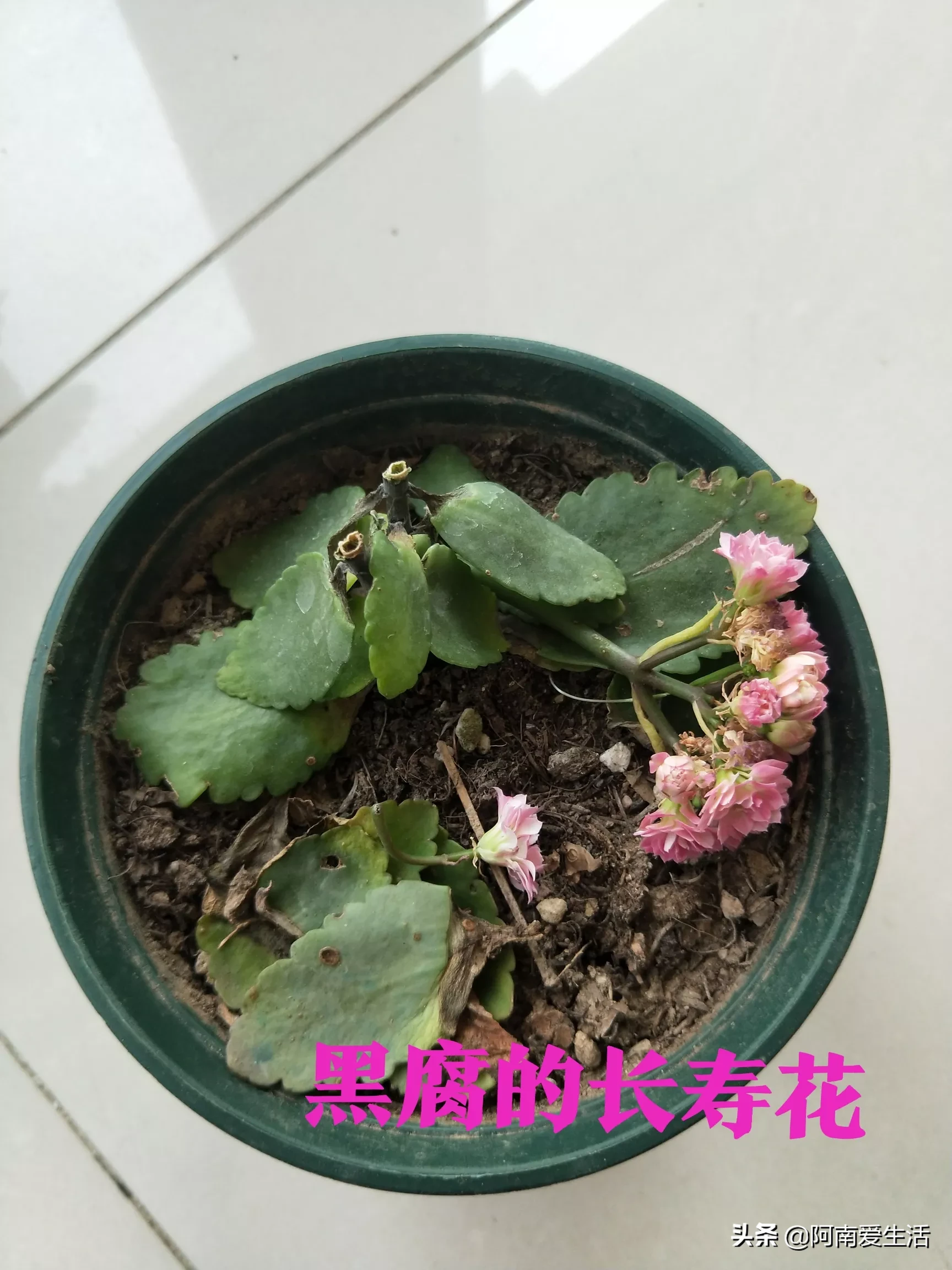 有心栽花花不开 无心插柳柳成荫 种花的人应该都深有体会 精心呵护的长寿花就这样死翘翘了 反而是随意栽种的牡丹吊兰给了