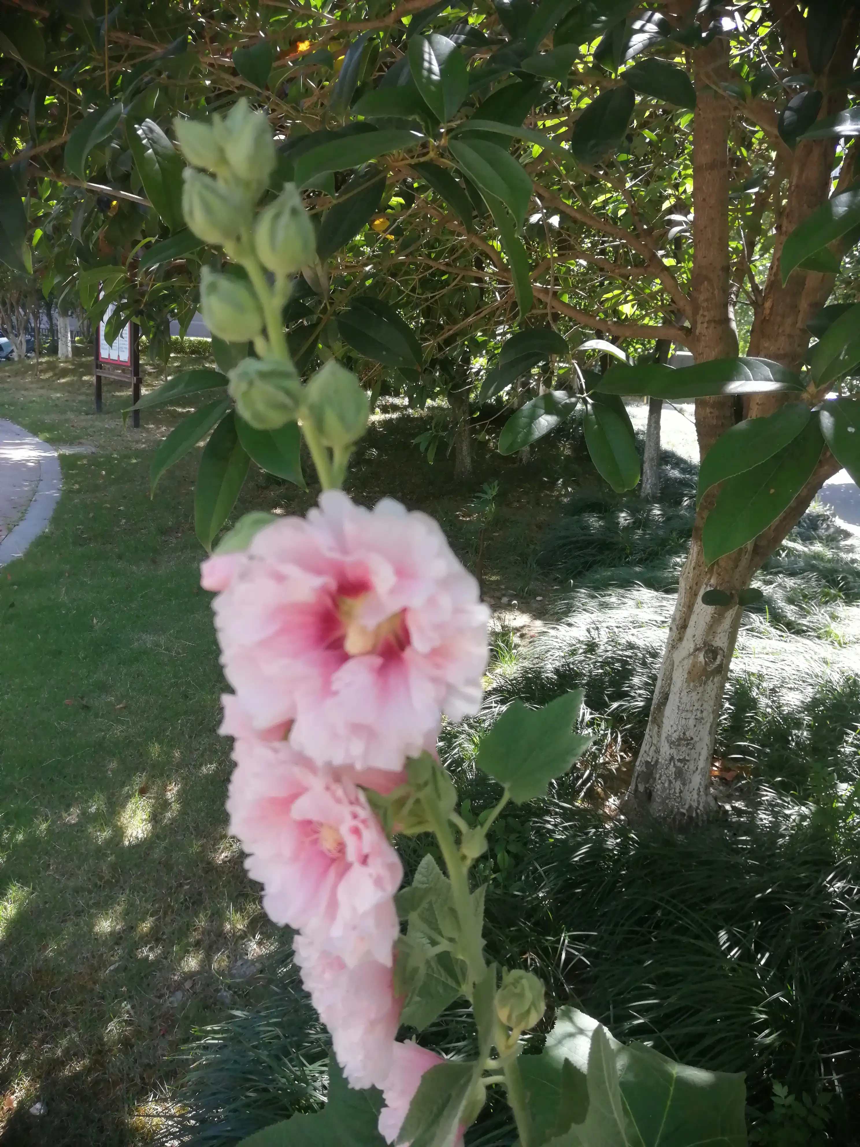 四天前后蜀葵花 盛开期美艳多彩 小区偶然发现的一株 6月7日美不胜收 花朵大而多 今天去看 相隔四天 简直是天壤之别 孤 天天看点