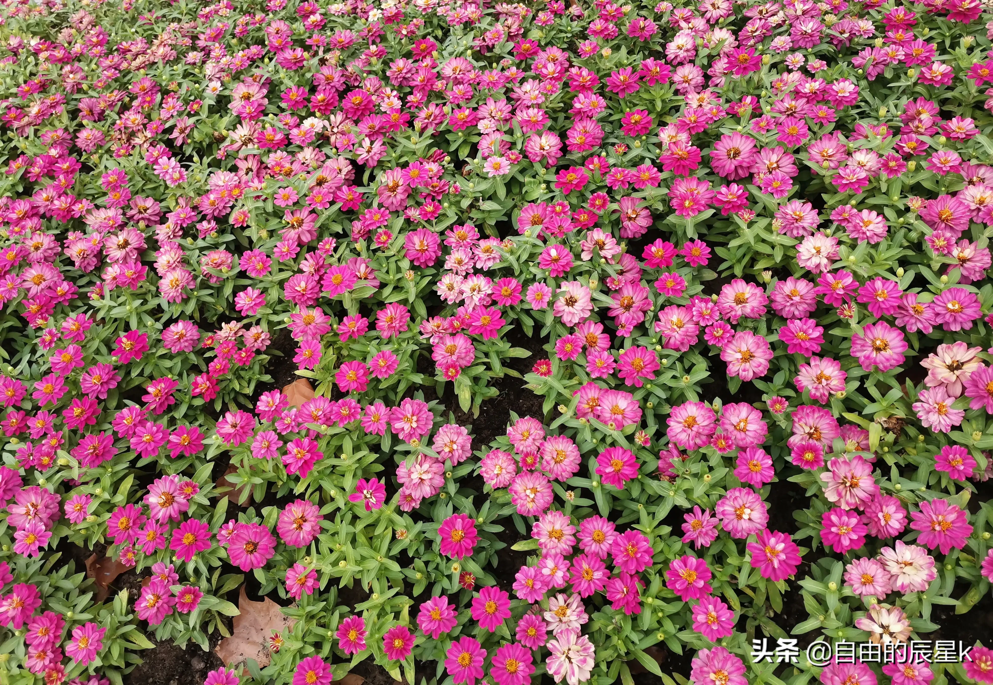 夏日賞花時刻 手機攝影随手拍 夏天的花和春花不同 夏天的花有濃烈的生命之力 羅蘭小花圃裡的的小花開得甚是妩媚 天天看點
