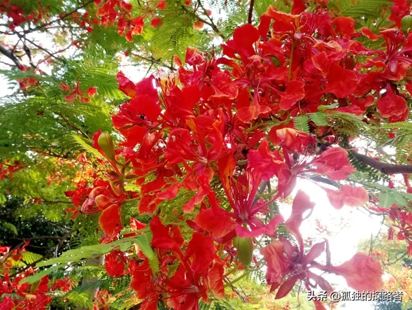 分享图片 凤凰花它可是美伦美奂的蝴蝶花 我依稀的梦幻在内心深处燃烧 五六月的时节正是凤凰树花儿盛开的季节 那鲜红般的花