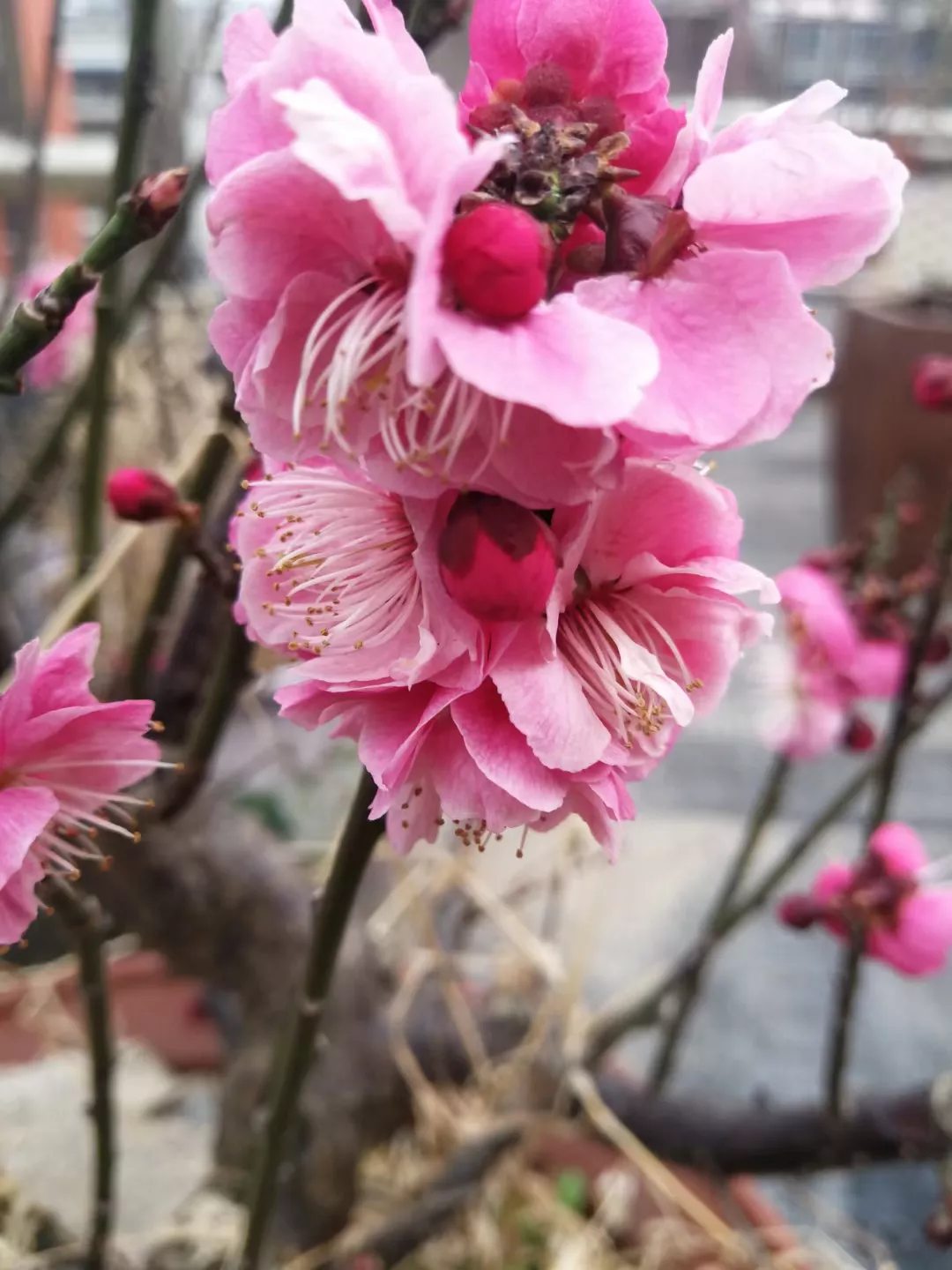 露台上的这株梅花 初春时曾开出那么灿烂的花 后来花落之后 枝叶也很茂盛 一片葱茏 可是这几天再一看 变成这样了 叶子无精