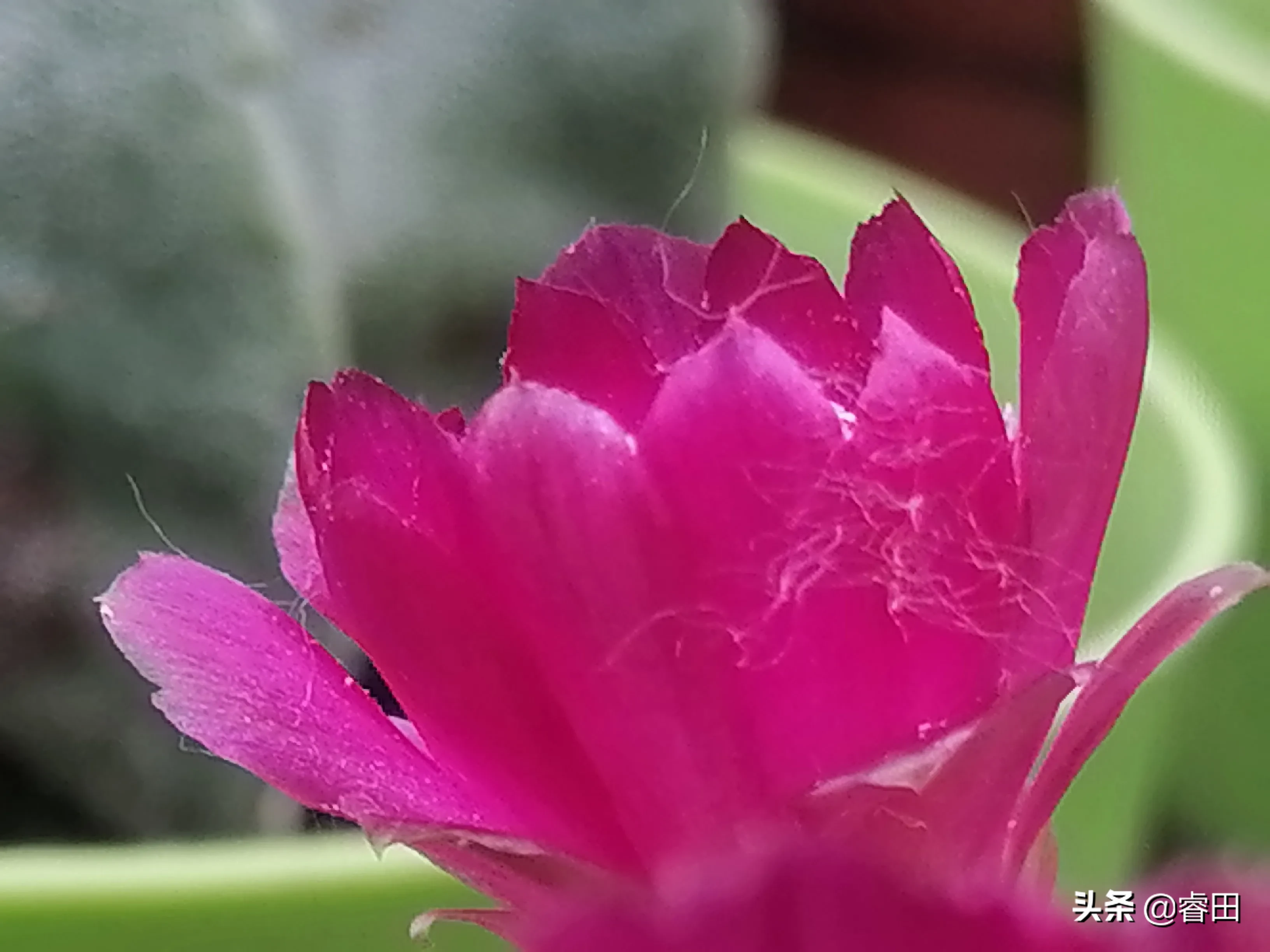 爆仔能力超强紫丽丸 极易形成一个族群 球体达2cm就具有开花能力 花色玫红较小 但也很精致 球体基本无刺 形状不怎么招人