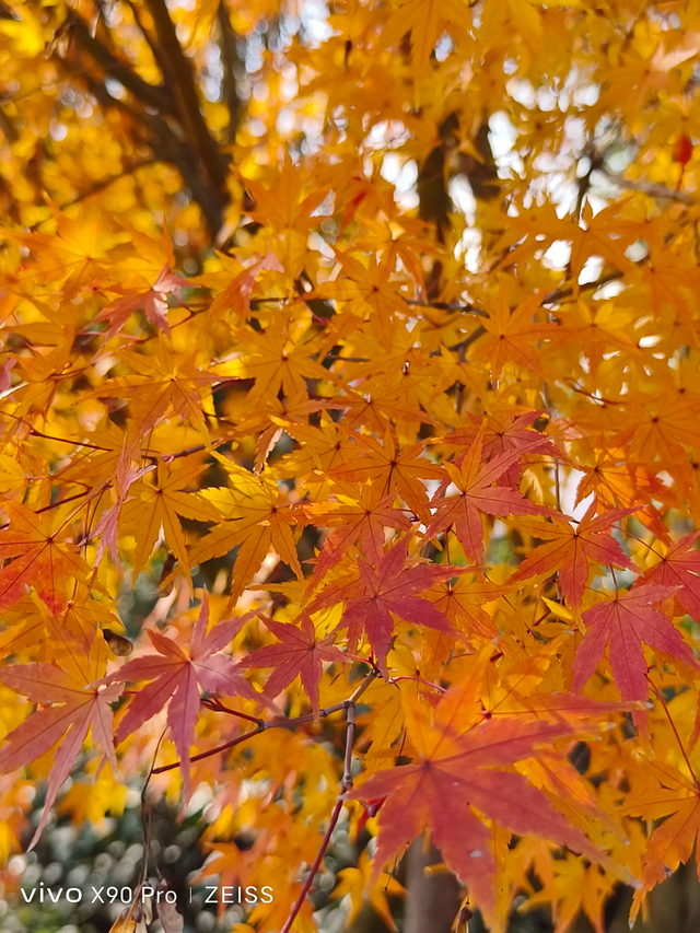 vivo X90 Pro�������飺�����2022���󱭡��콢�еı�ˣ�