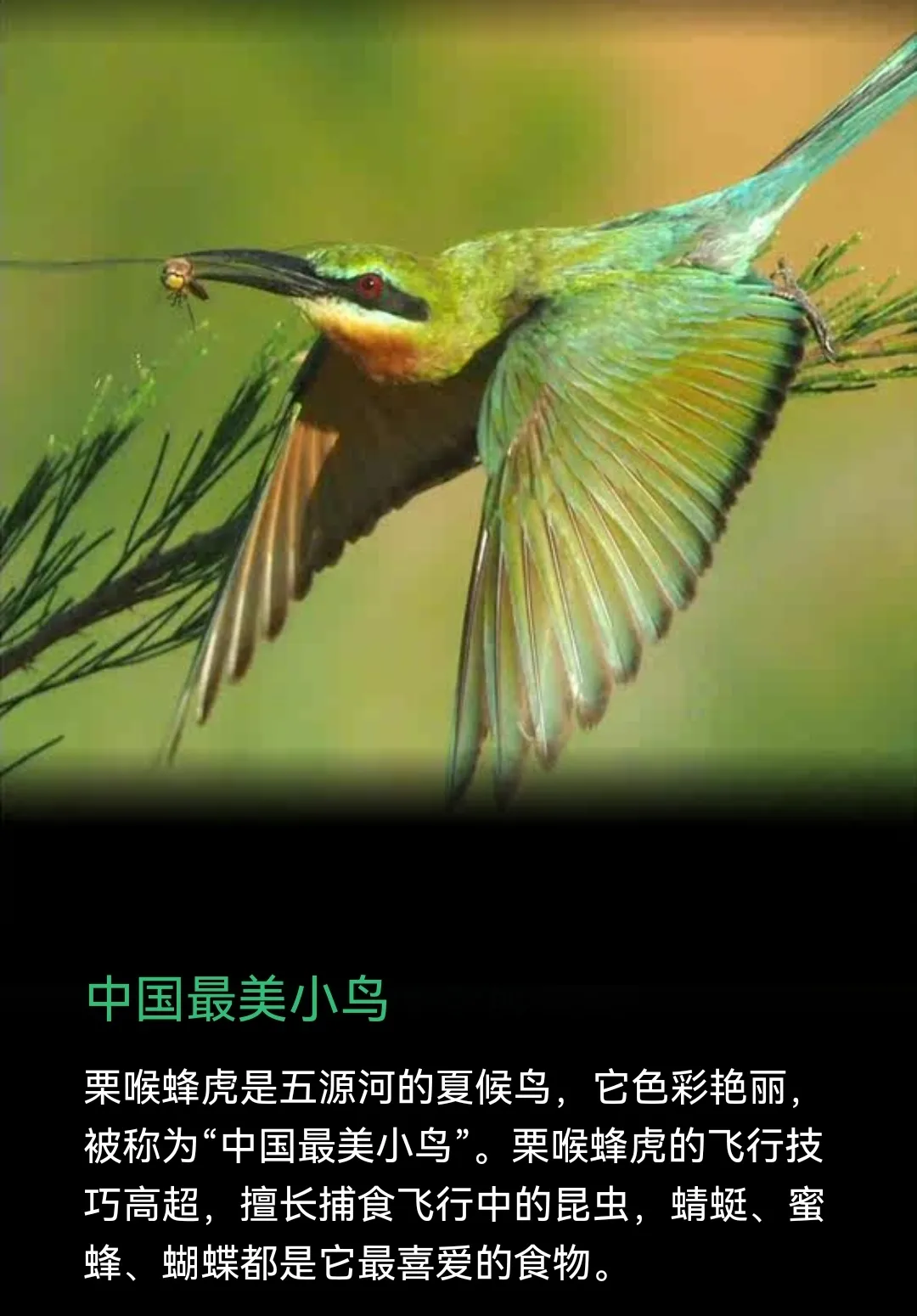 啊龍錄珍稀動物 40 中國最美小鳥 栗喉蜂虎是五源河的夏候鳥 它色彩豔麗 被稱為 中國最美小鳥 栗喉蜂虎的飛行技巧高