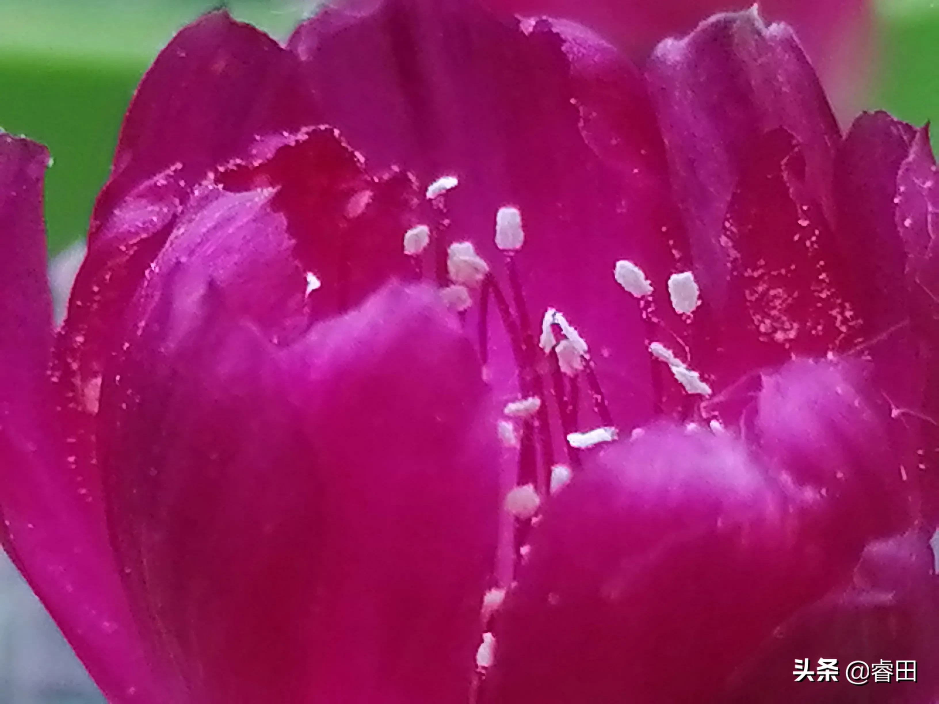 爆仔能力超强紫丽丸 极易形成一个族群 球体达2cm就具有开花能力 花色玫红较小 但也很精致 球体基本无刺 形状不怎么招人