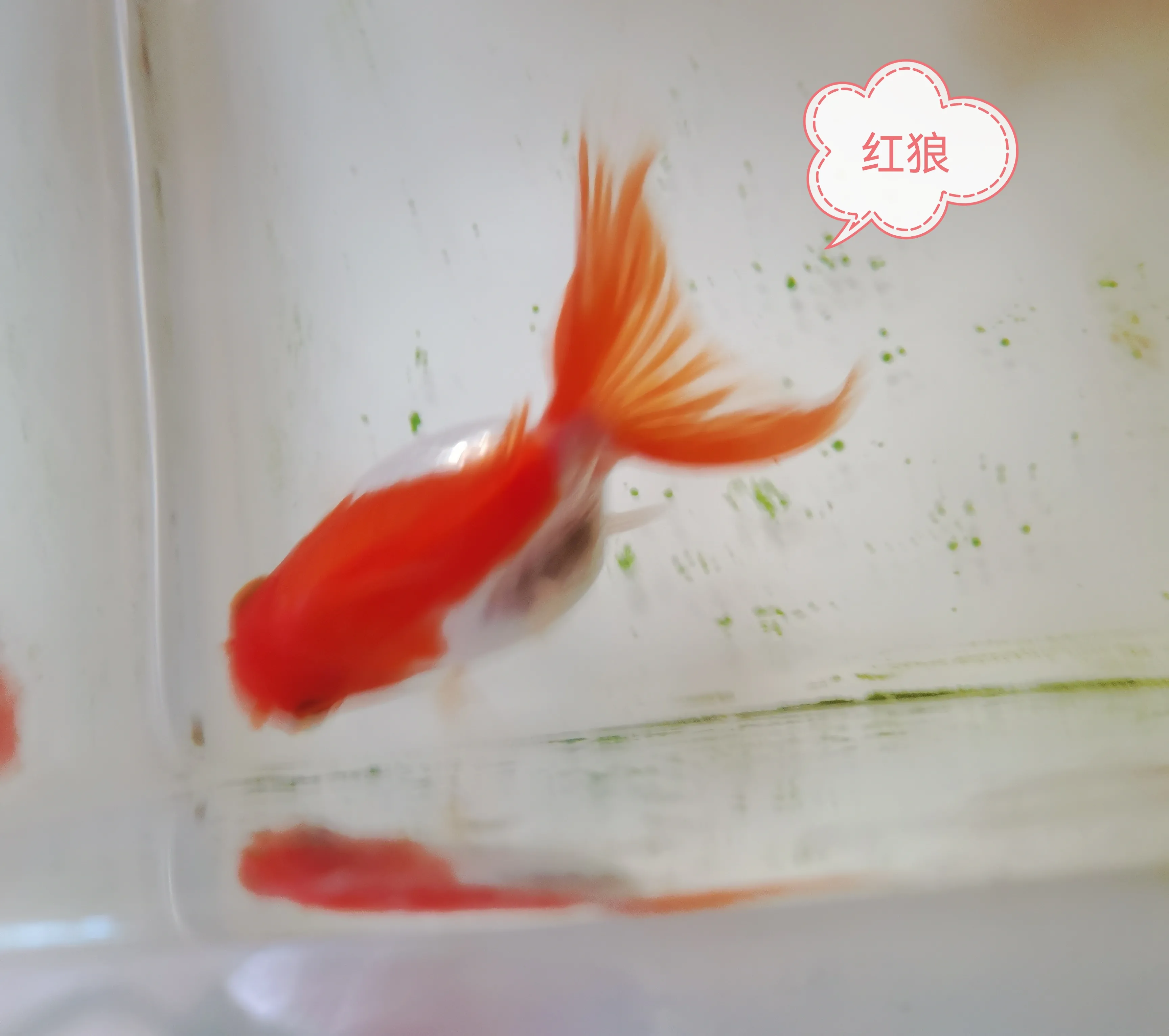 其實人和動物之間的生存法則差不多 都不能太貪 太滿則溢 又不能太弱 太弱被欺 今早喂魚的時候遇到一件很有意思的事 因為怕