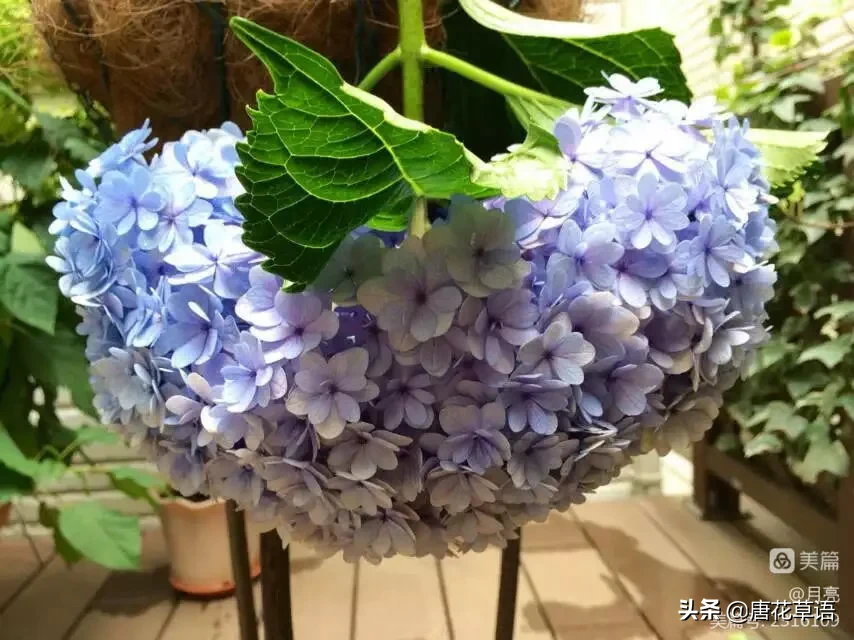 花手鞠 绣球花 种过一棵最完美的花手鞠 蓝色 立体 几乎是滚圆型 不信你看看 你种的花手鞠可能只是半圆或2 3圆 且 天天看点