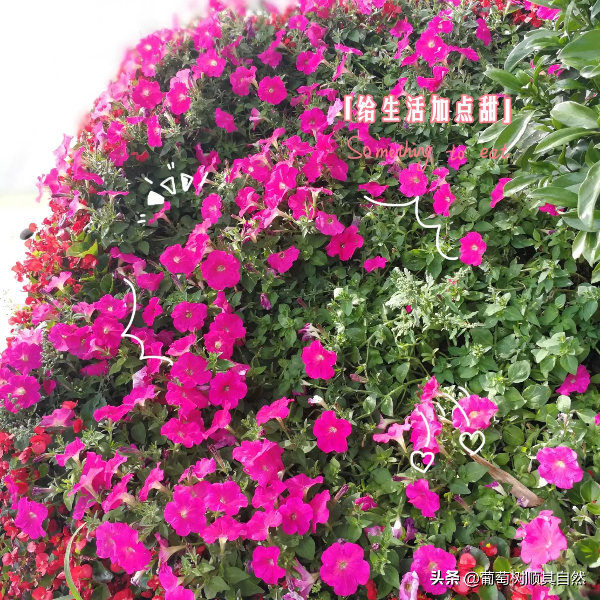 春桃花 夏蓮荷 秋菊花 冬臘梅 四季之美 各有千秋 正是春有百花秋有果 夏有涼風冬有雪 感恩上蒼 初夏也有花兒綻放 真是 天天看點