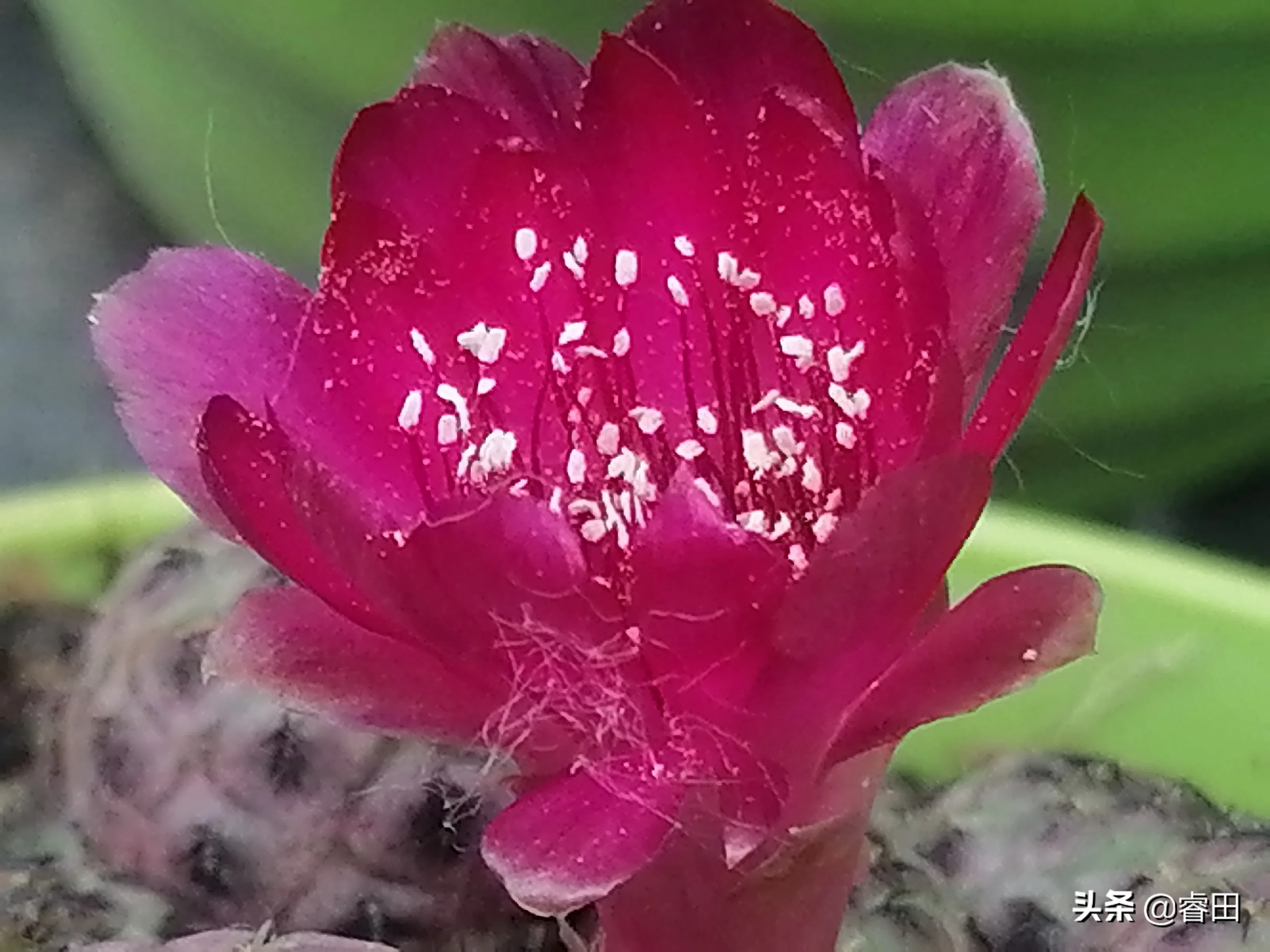 爆仔能力超强紫丽丸 极易形成一个族群 球体达2cm就具有开花能力 花色玫红较小 但也很精致 球体基本无刺 形状不怎么招人