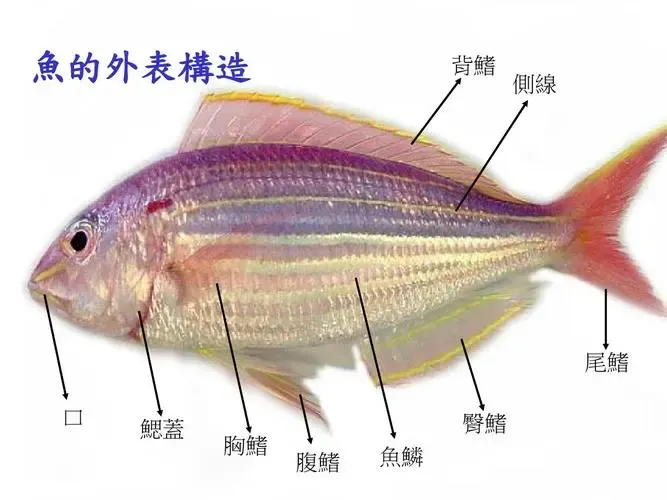 魚的種類 常見家魚有 青魚 草魚 鲢魚 鳙魚 鯉魚 鲫魚 天天看點