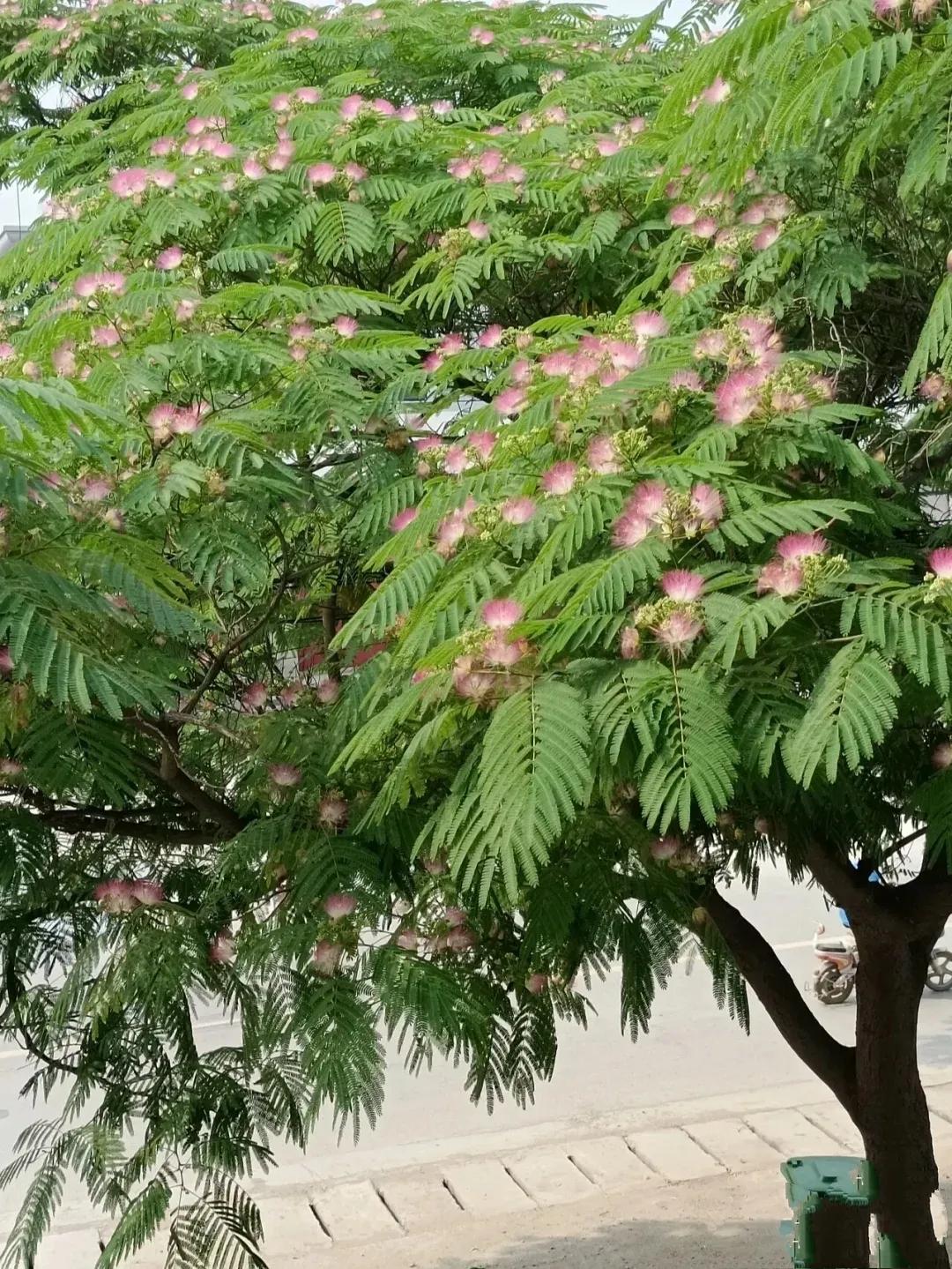 六月 是合欢花竞相开放的季节 那一树树绿叶红花 一朵挨着一朵 密密匝匝 灿烂明媚 翠碧摇曳 幻影红纱 如同点亮的星星 又 天天看点