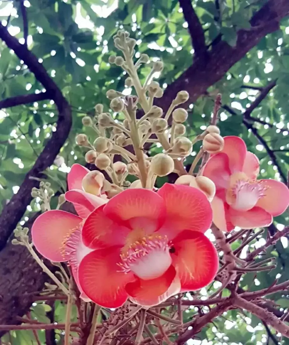 分享佛教 五樹六花 之 一 菩提花 五樹 指的是菩提樹 貝葉棕 高榕 槟榔和糖棕 六花 指的是蓮花 文殊蘭 黃姜花 雞 天天看點