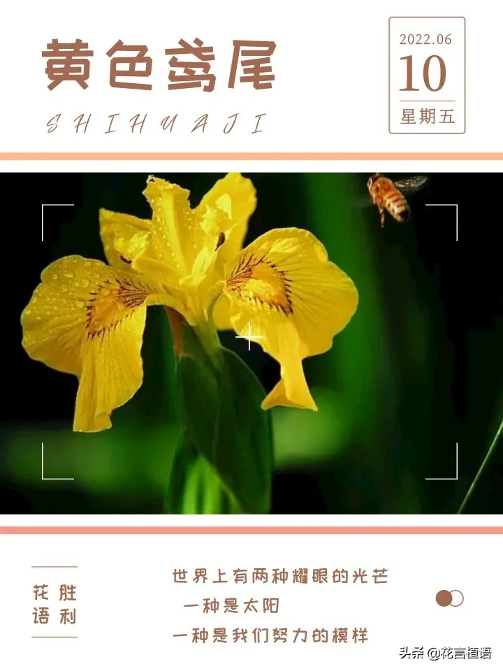 366 87 6月10日总有一朵花为你而开生日花 黄色鸢尾生日花语 胜利 法兰克人进入高卢地区前 曾居住的河畔有一大 天天看点