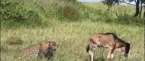 Good discreet leopard! In Tanzania's Serengeti National Park, a small wildebeest is nibbling on grass, but it does not know that a leopard has already quietly approached, but the leopard does not