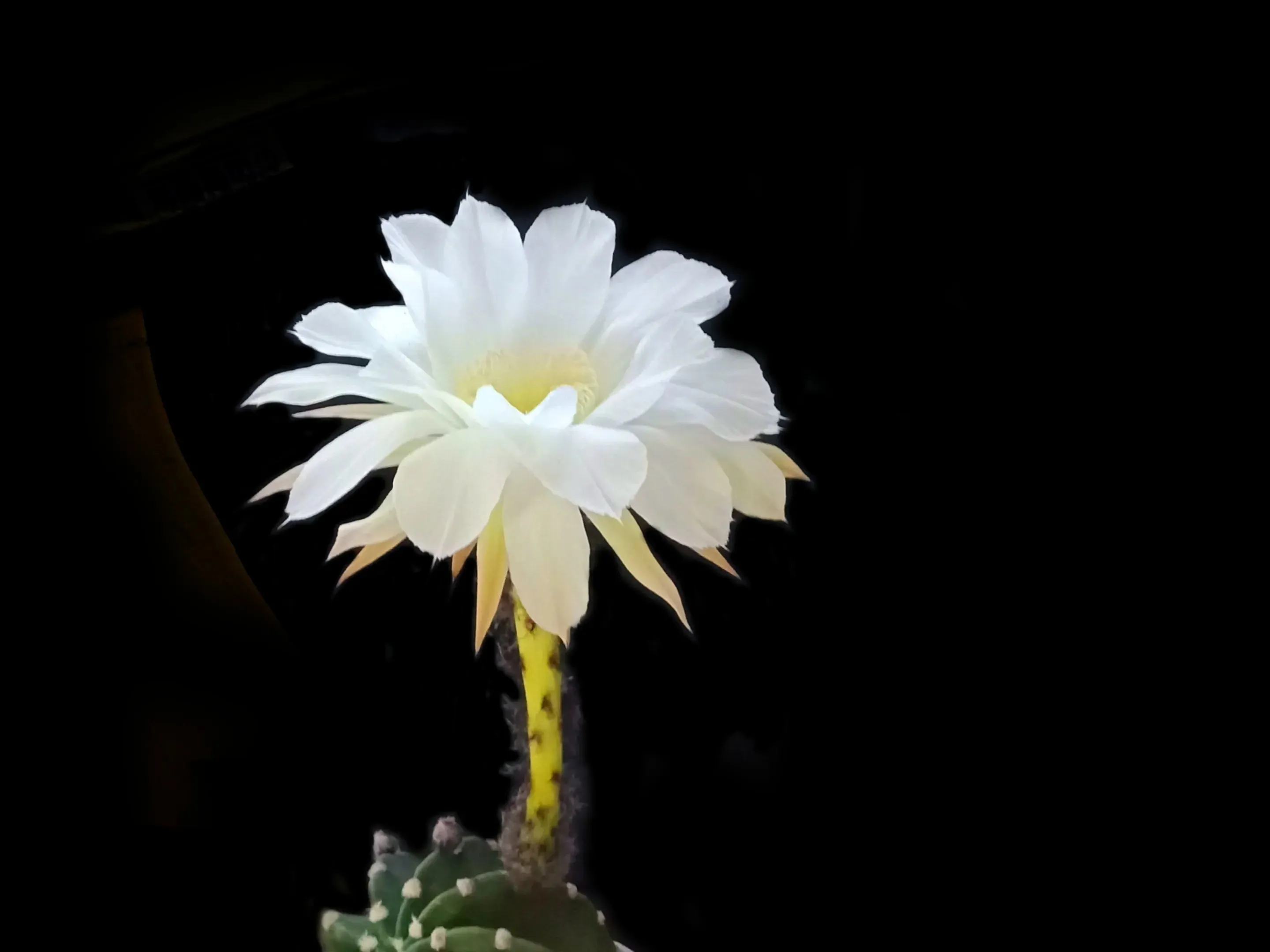 哈哈 我的仙人球又开 了 白色 大朵的花朵很是好看 洁净 高雅 科普了一下 我种的仙人球是短毛丸 名字听起来很是可爱 短 天天看点