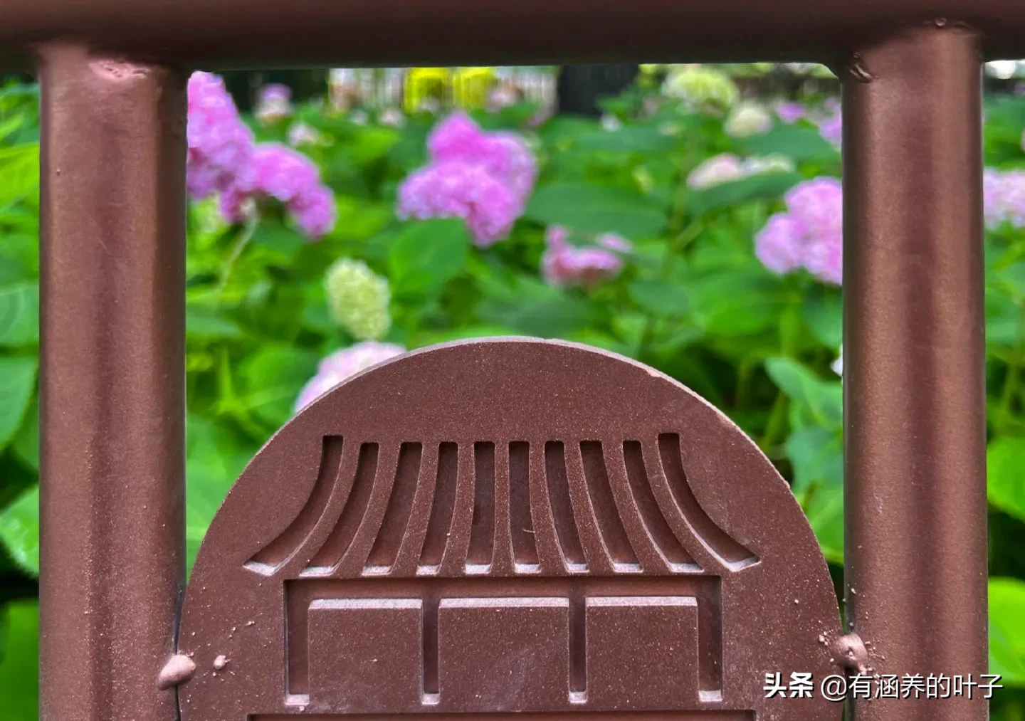 春末夏初 转眼就到了绣球花开的好时节 绣球 又名八仙花 紫阳花 落叶灌木或小乔木 绣球花开 繁花锦簇 美不胜收 光影中的