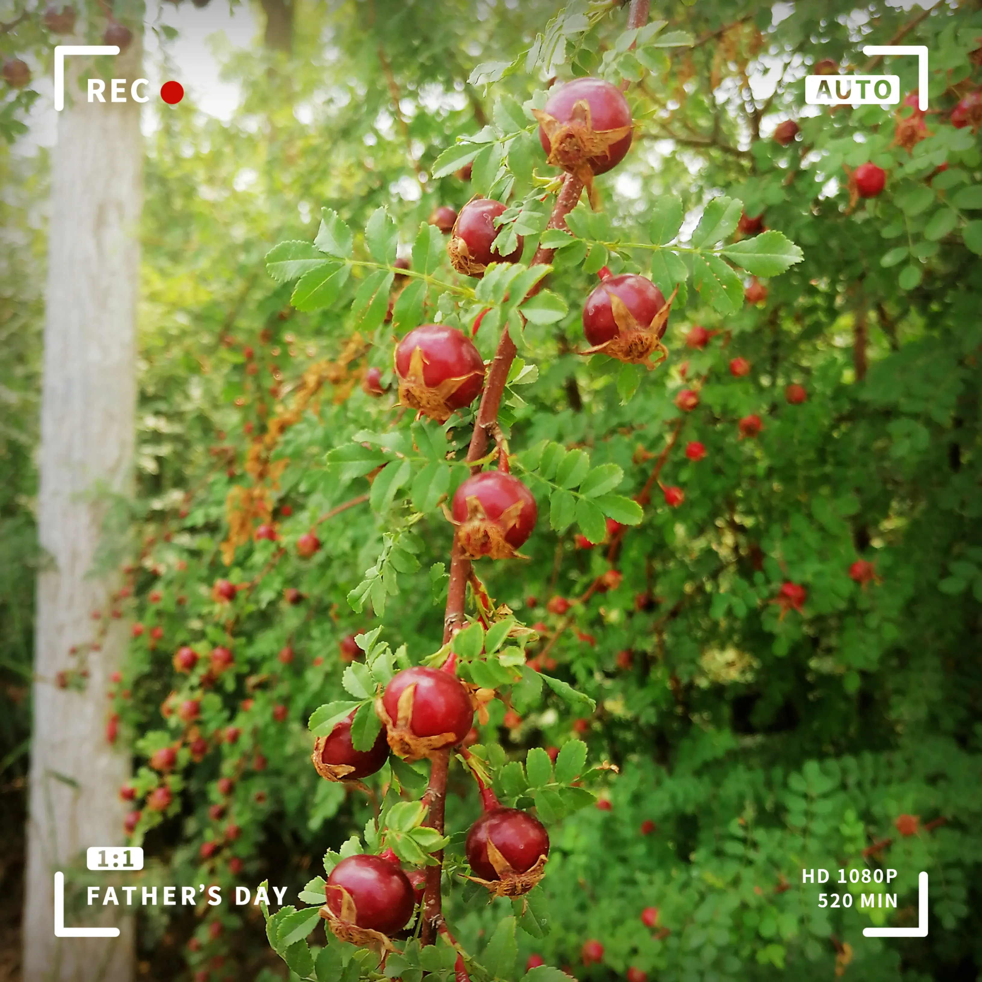 晒出我相机里的大自然 看到这些红彤彤的小果子 还以为是可以吃的野果 后来才知道是蔷薇花的种子 成熟的蔷薇花种子 是可以