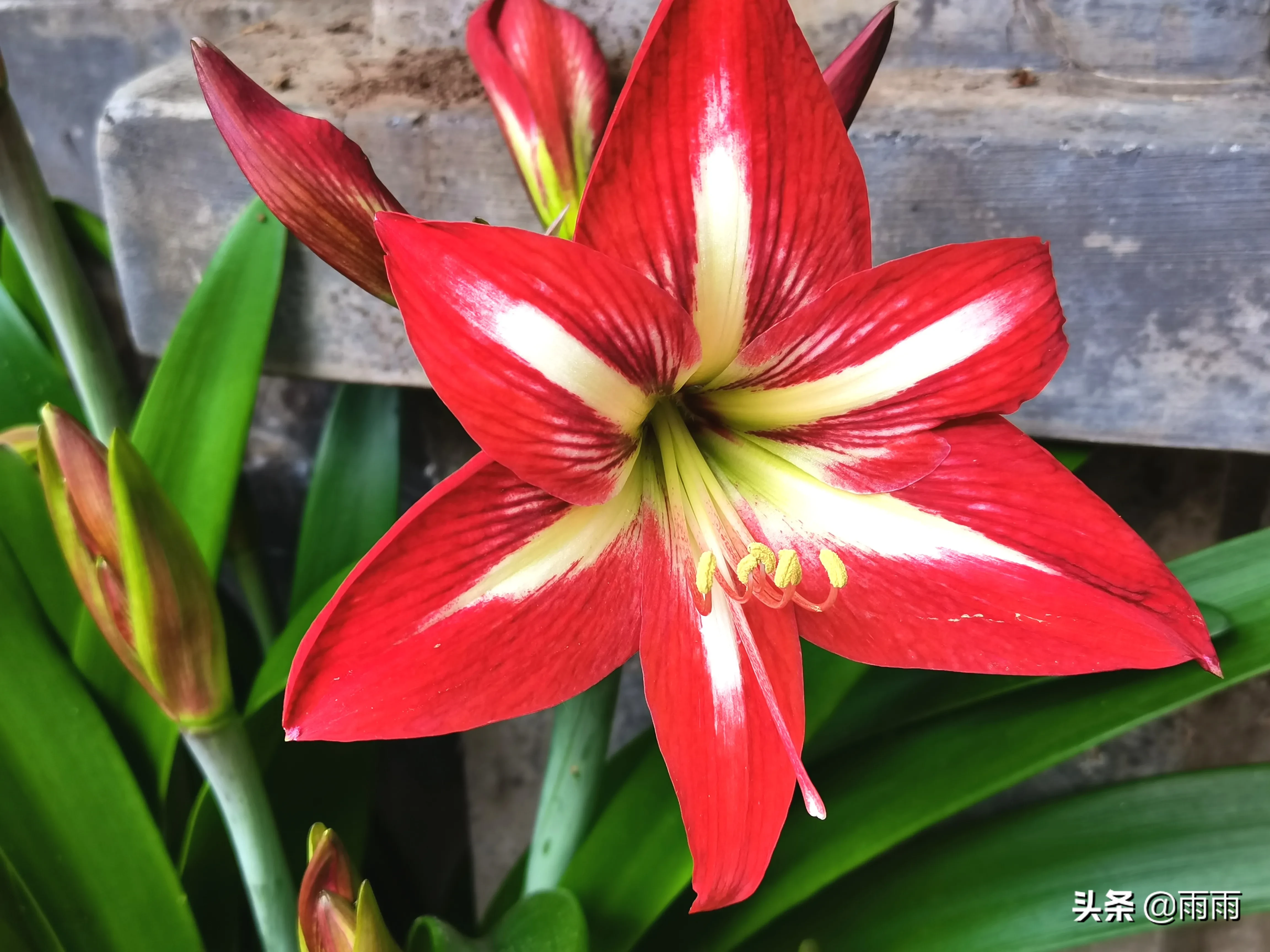 朱頂紅 蓬勃向上綻紅花 碧綠叢中映赤葩 花開在花梗頂部 花多數為紅色 可有花紋 顔色豔麗奪目 讓人遠遠就能看見 寓意鴻