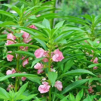 生活中從來不缺少美缺少的是那雙發現美的眼睛 鳳仙花又名指甲花小時候最喜歡的花 夏日賞花時刻 夏日打卡生活季 誠信百