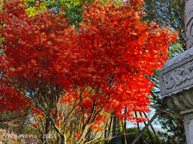 vivo X90 Pro�������飺�����2022���󱭡��콢�еı�ˣ�