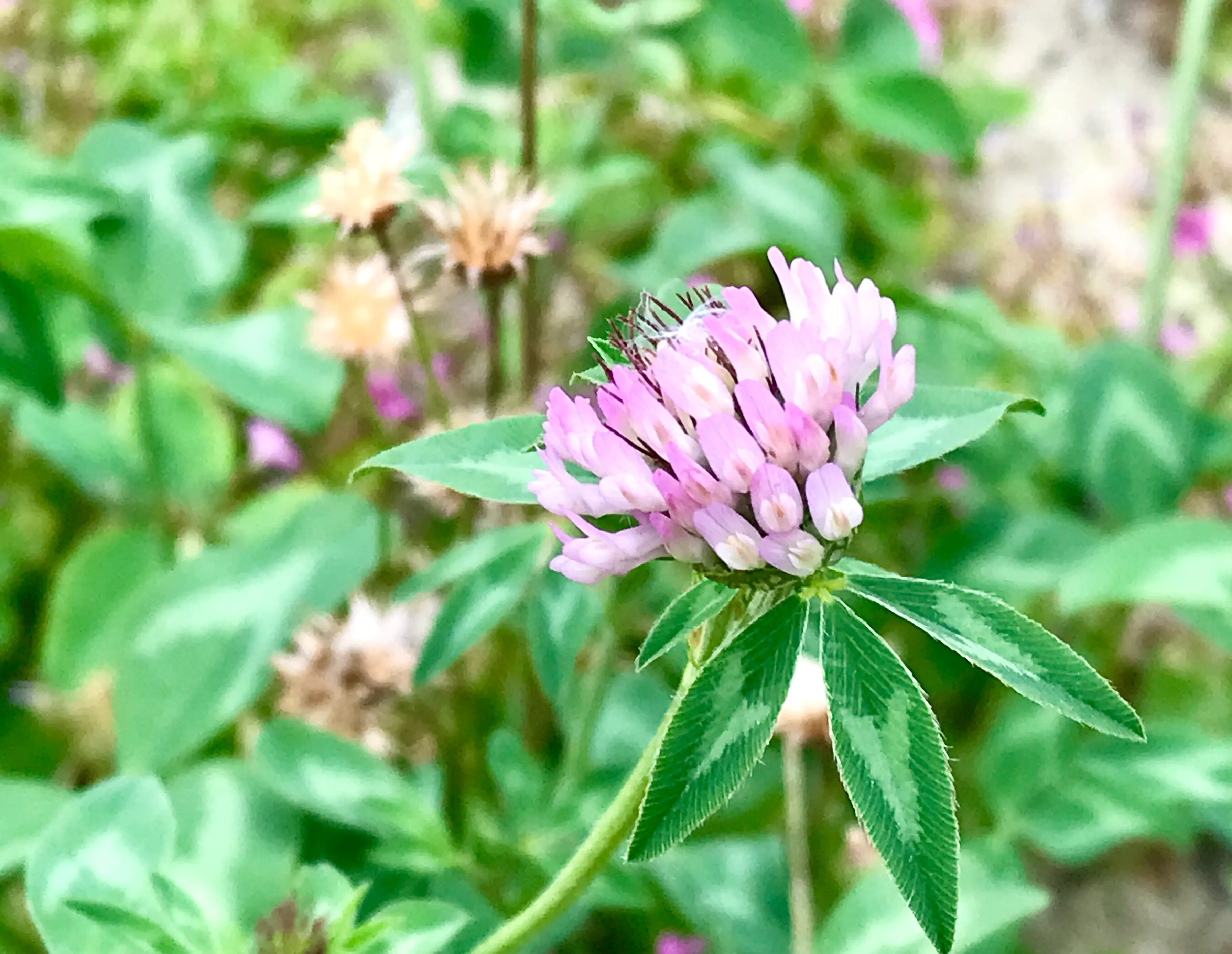 头号周刊 红车轴草为豆科多年生草本植物 又名红三叶 红花苜蓿和三叶草等 中国南北各地均有栽培 主要价值饲用红车轴草是营