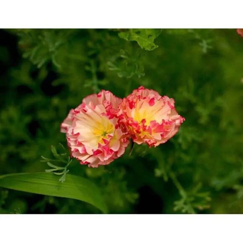 每日一花 花百科 丽春花 又名虞美人 赛牡丹 满园春 仙女蒿 虞美人草 罂粟科罂粟属草本植物 花期夏季 花色有红 白 紫 天天看点