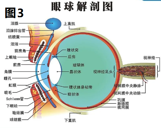 人眼视觉系统图片