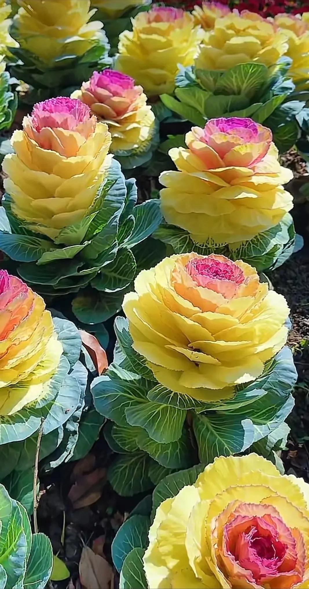 今日头条