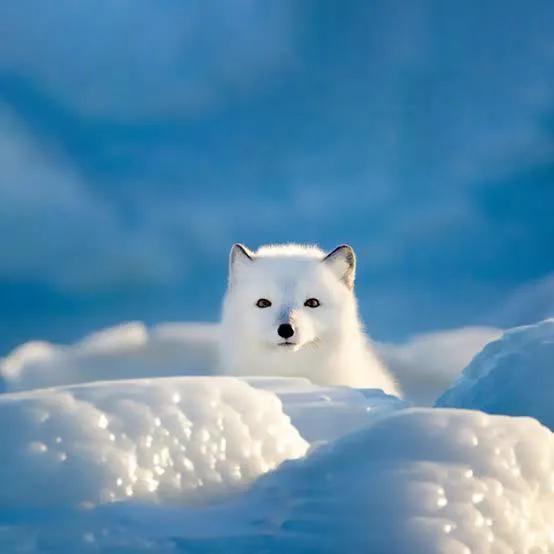 北极狐换毛图片
