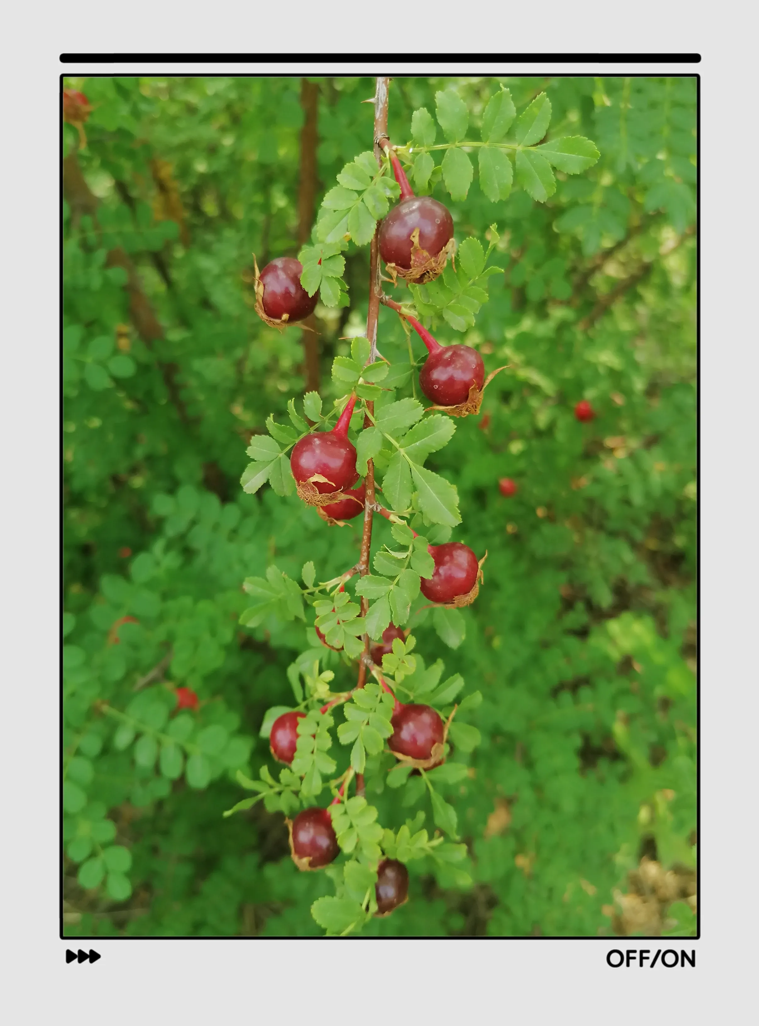晒出我相机里的大自然 看到这些红彤彤的小果子 还以为是可以吃的野果 后来才知道是蔷薇花的种子 成熟的蔷薇花种子 是可以