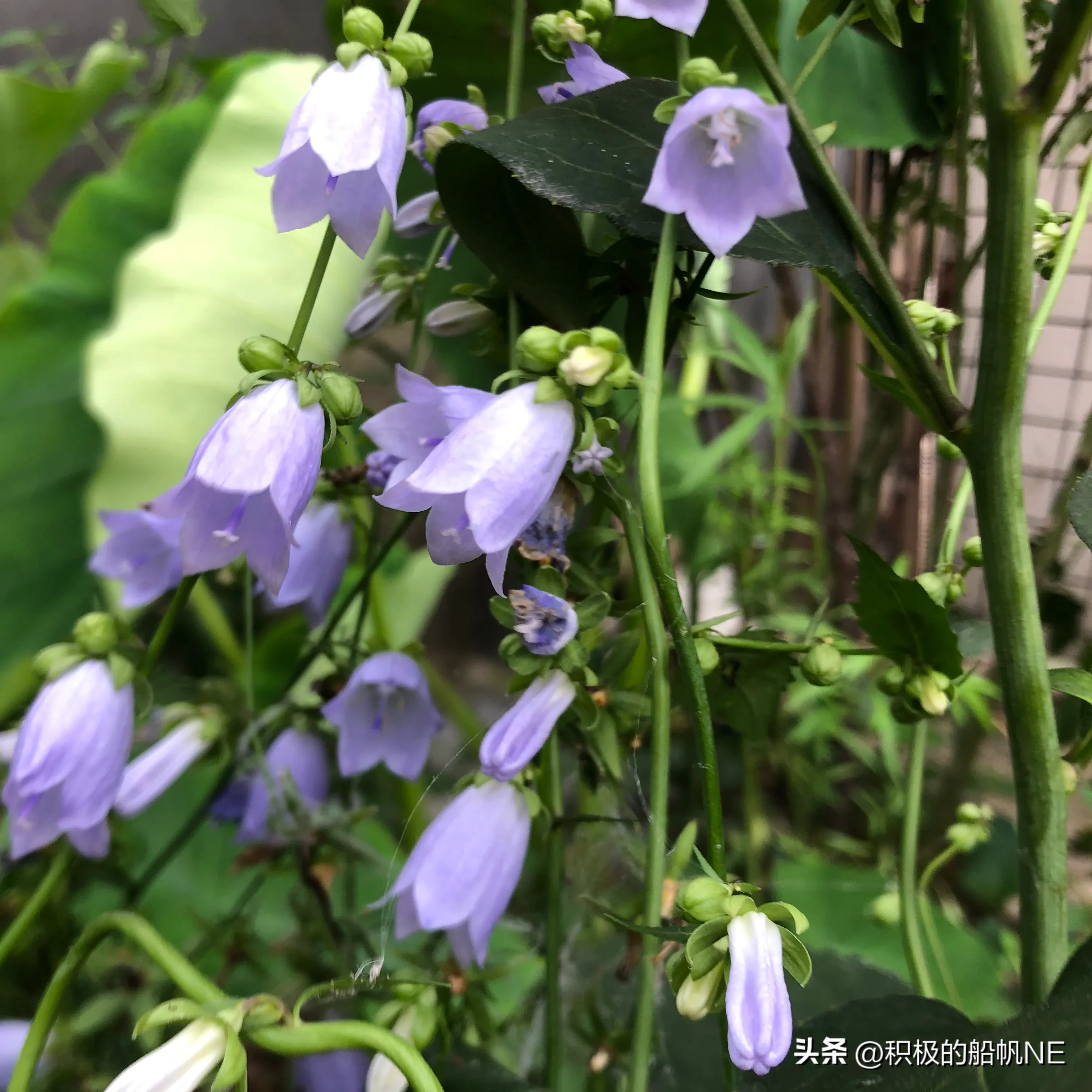 一種藍色的小花 有人說是鈴蘭 可能是鈴蘭的一種吧 但我知道它是一種野菜 春天的嫩葉可以吃 很美味的 這個季節院裡很多這種