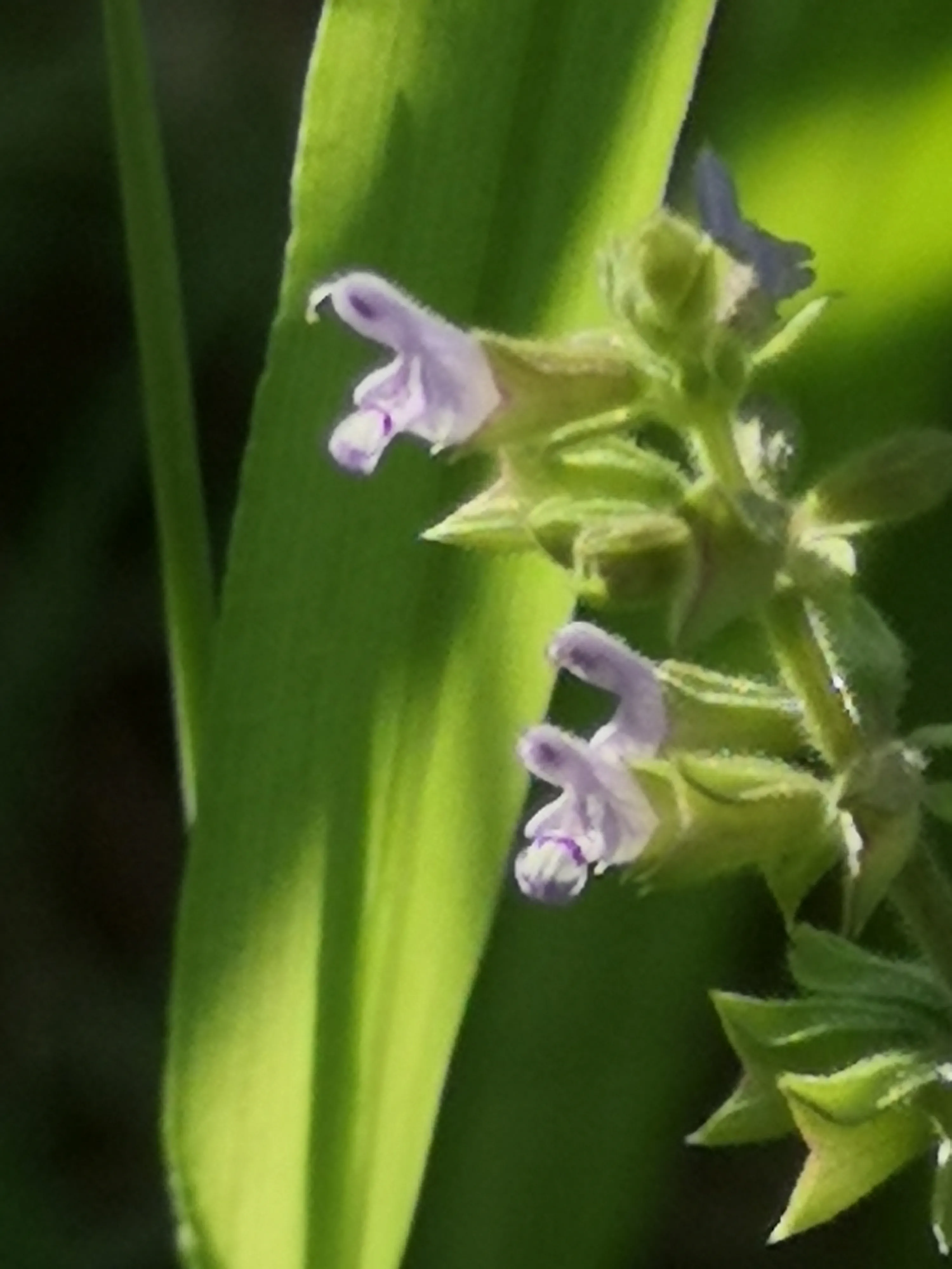 沾花惹草记之 荔枝草花台欲暮春辞去 斑种起作回风舞 榆荚相催不知数 沈郎青钱夹城路 荔枝草又名 雪见草 癞蛤蟆草 紫丹参