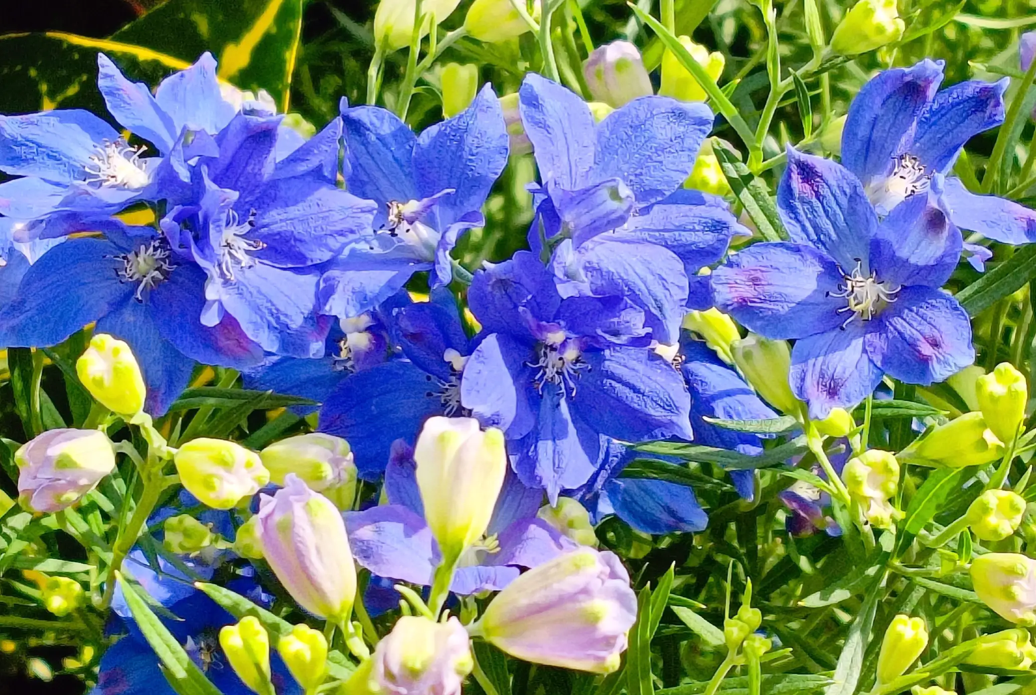 美麗的翠雀 又叫飛燕草 鴿子花 藍紫色的花在夏天開的多漂亮 天天看點
