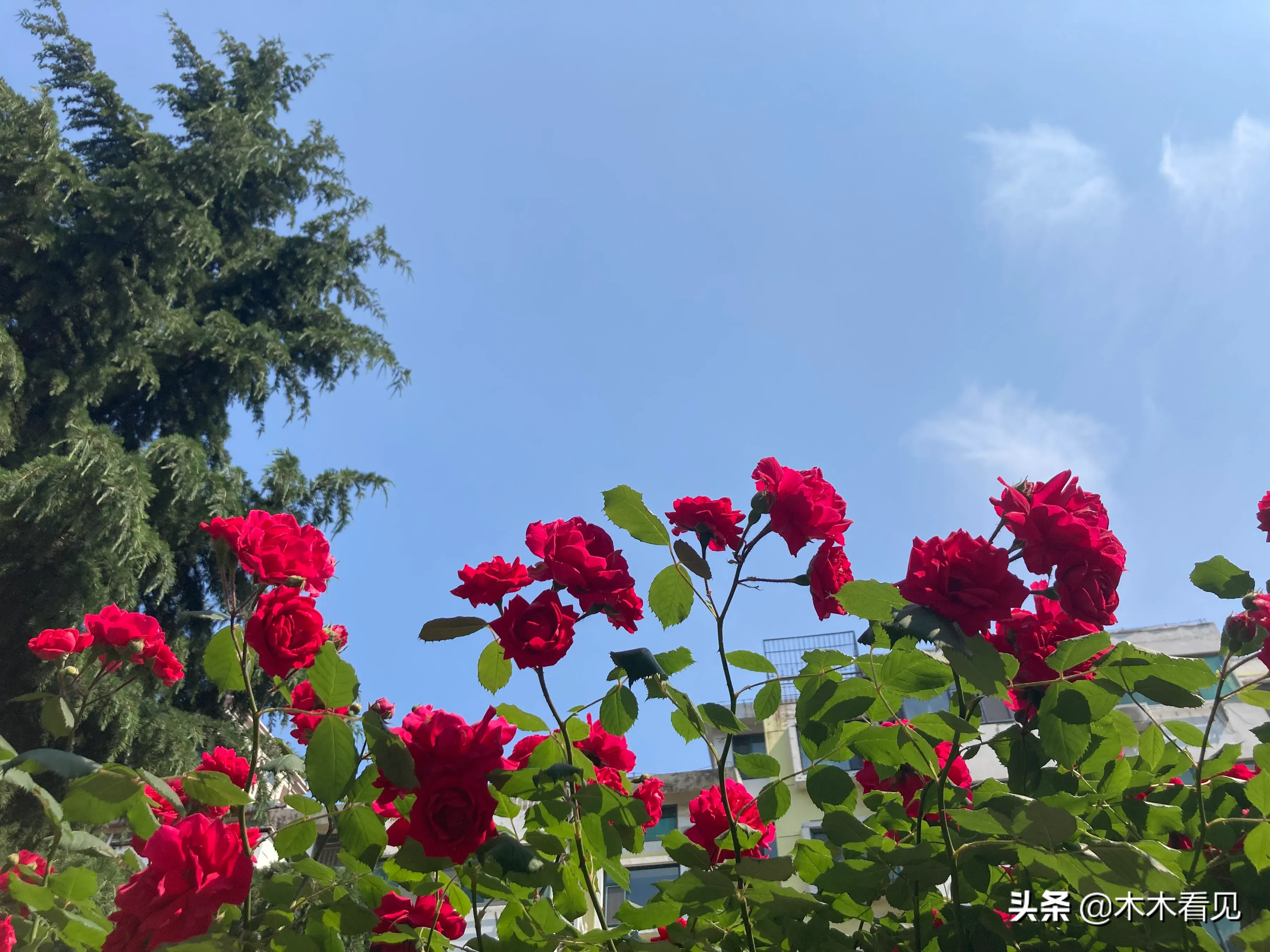大红色的蔷薇花 高高的向着天空生长着 是园丁特别的设计 成了小区里引人注目的一道风景线 远看被其美丽吸引 以为是玫瑰或是