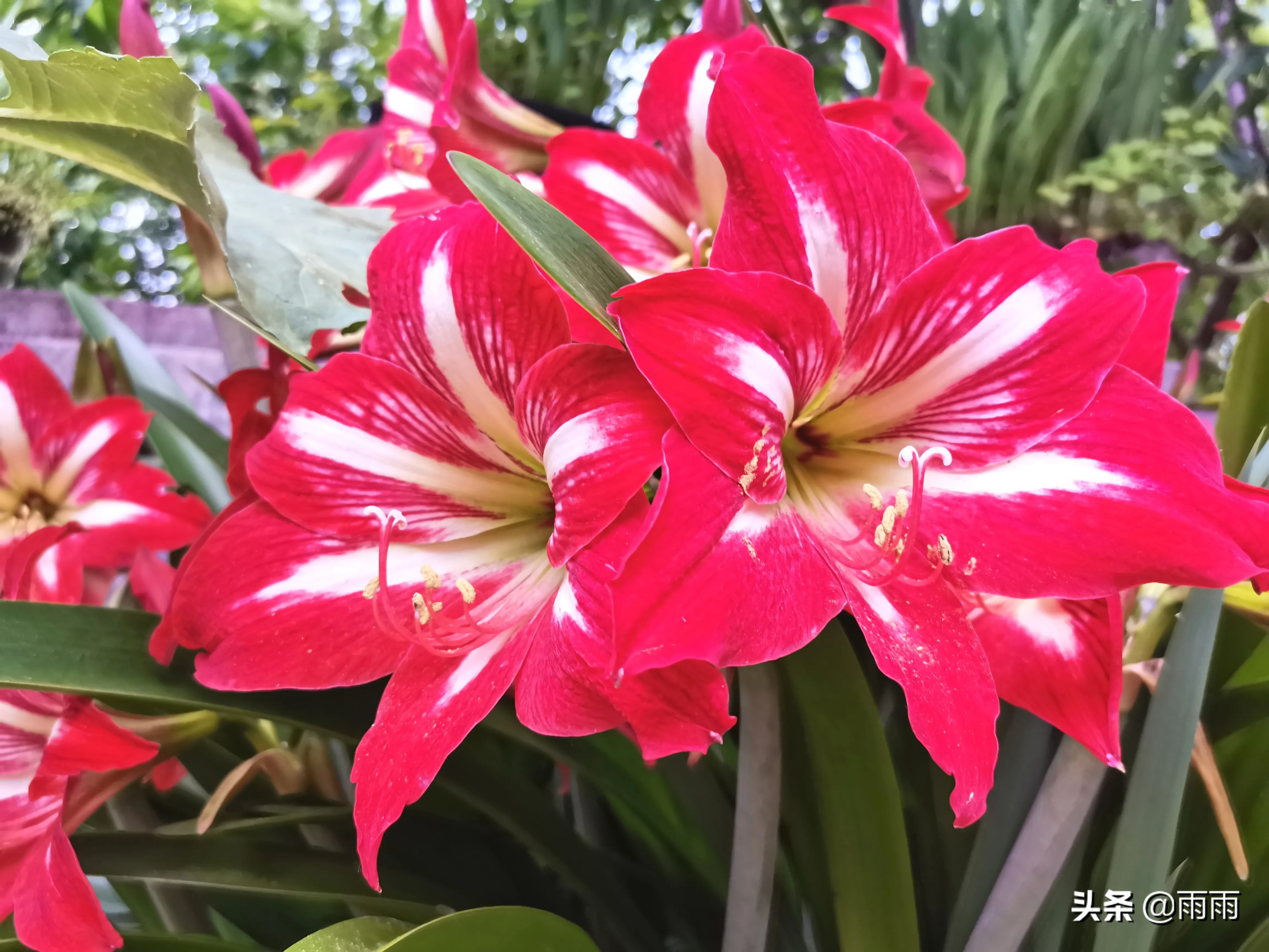 朱頂紅 蓬勃向上綻紅花 碧綠叢中映赤葩 花開在花梗頂部 花多數為紅色 可有花紋 顔色豔麗奪目 讓人遠遠就能看見 寓意鴻