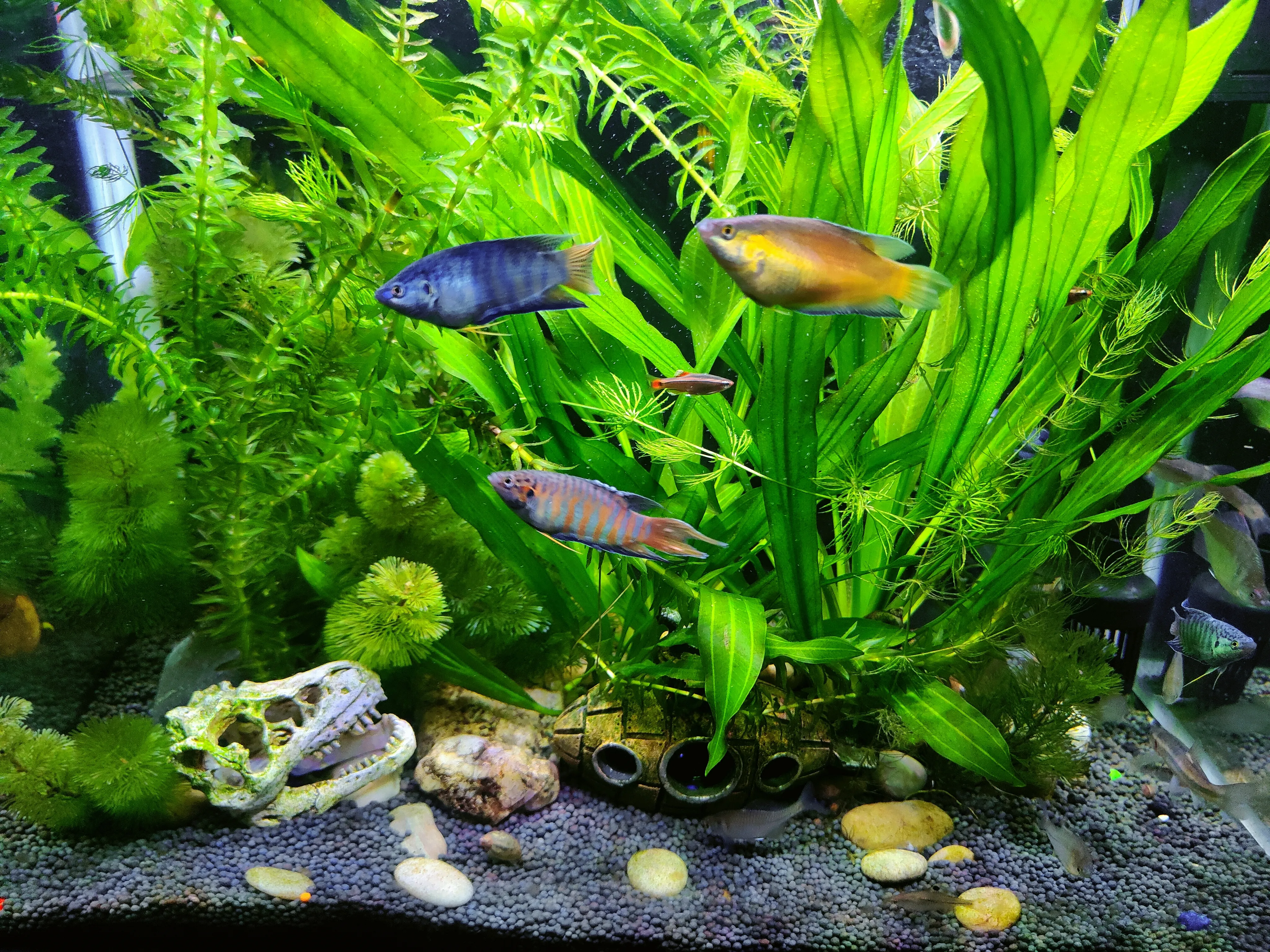 なしで本歯痛水草水槽種 Officeangelica Jp