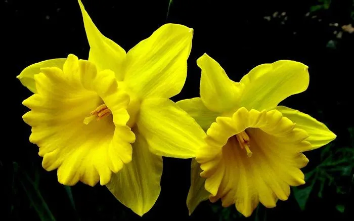 每日一花 花百科 喇叭水仙是石蒜科 水仙属草本植物 拉丁学名 Narcissuspseu Do Narcissus 天天看点