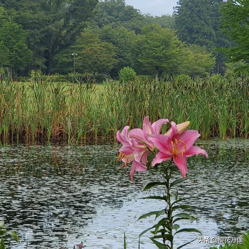 夏日賞花時刻 花 現在正是百合花盛開的季節 在球根花卉中 百合花應該是最常見 最普及 也是品種最多最受歡迎的花種 光 天天看點