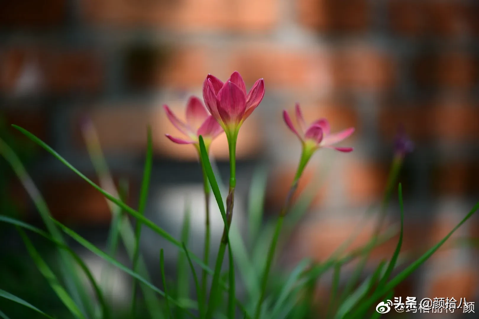 红砖挡土墙和植物互相映衬 图为 风雨兰钦达 红萼悬铃花 桔梗 都稀稀拉拉地开 山乌龟和薛荔的叶子搭配也好看 河马花园