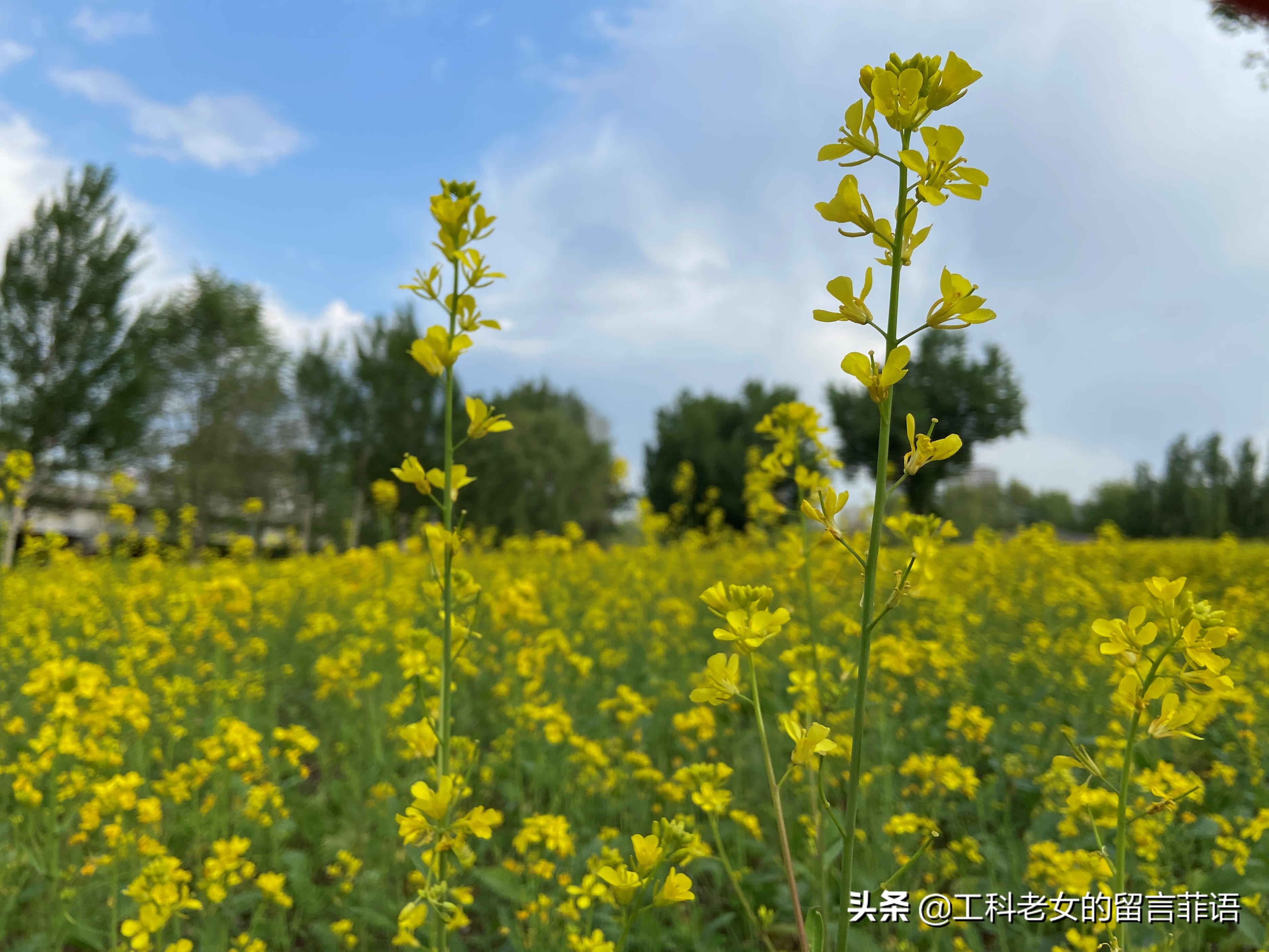Oilseed Rape Was Introduced From The North Not As A Cash Crop But As Ornamental Wandering Through The Rapeseed Flower Field I Suddenly Felt That The Small Rape Flower And The Rapeseed